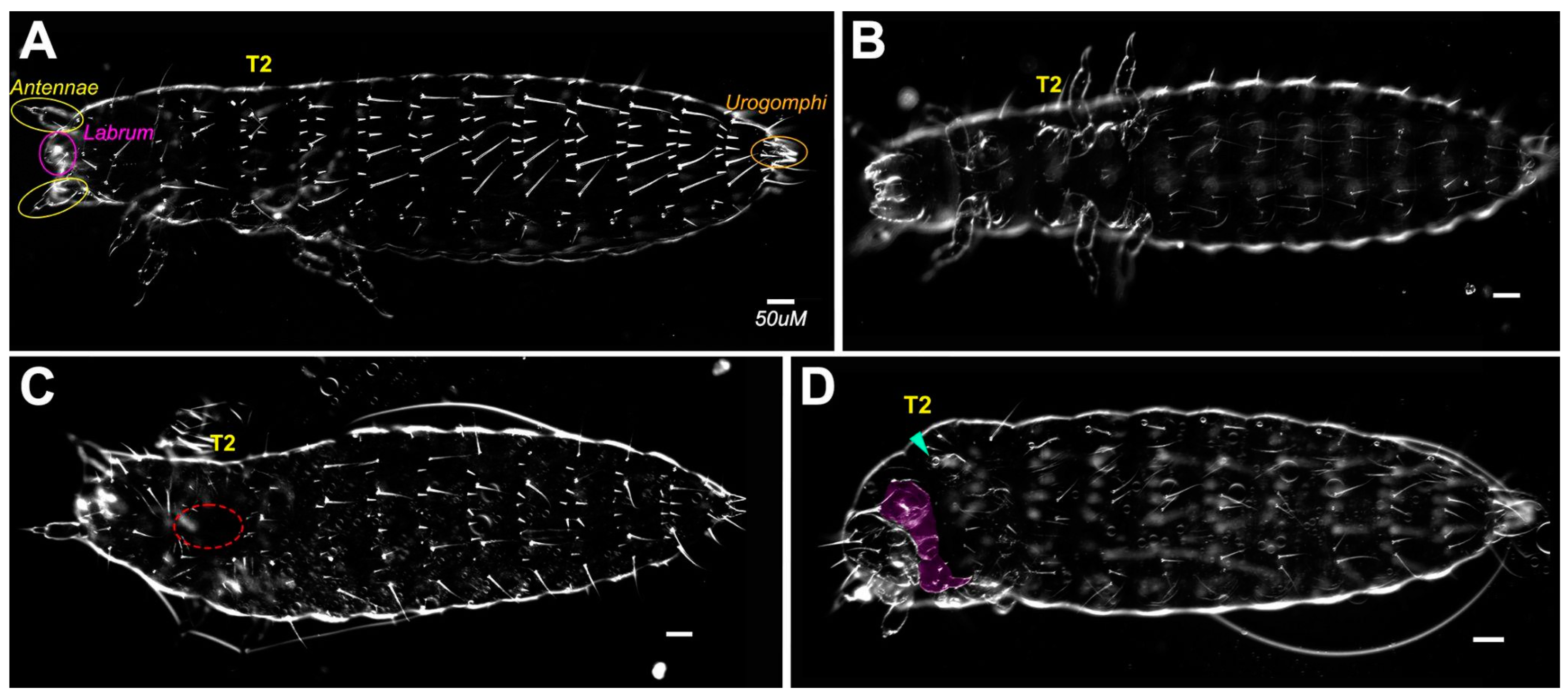 Insects 14 00691 g002 Insects 14 00691 g002