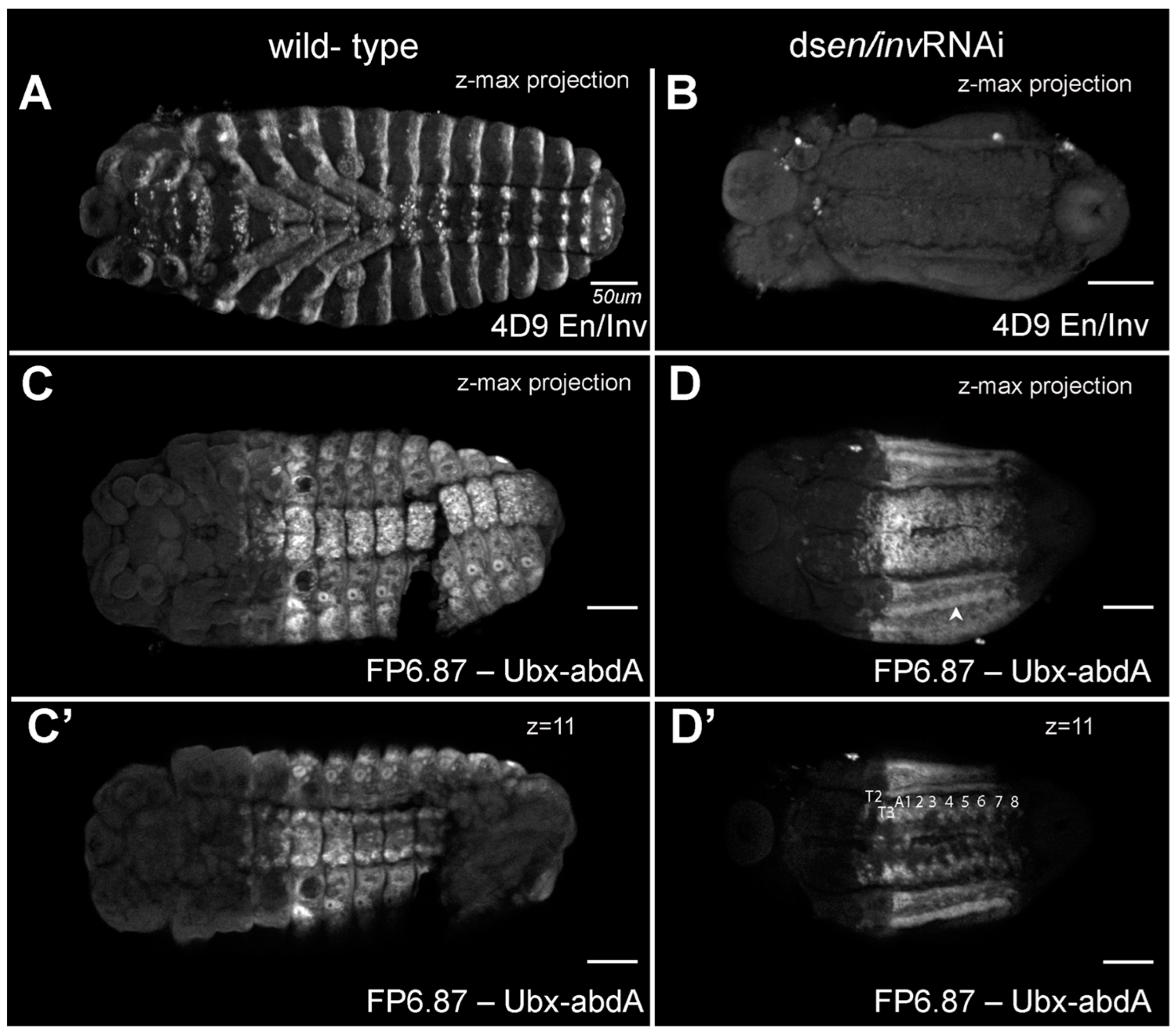 Insects 14 00691 g005 Insects 14 00691 g005
