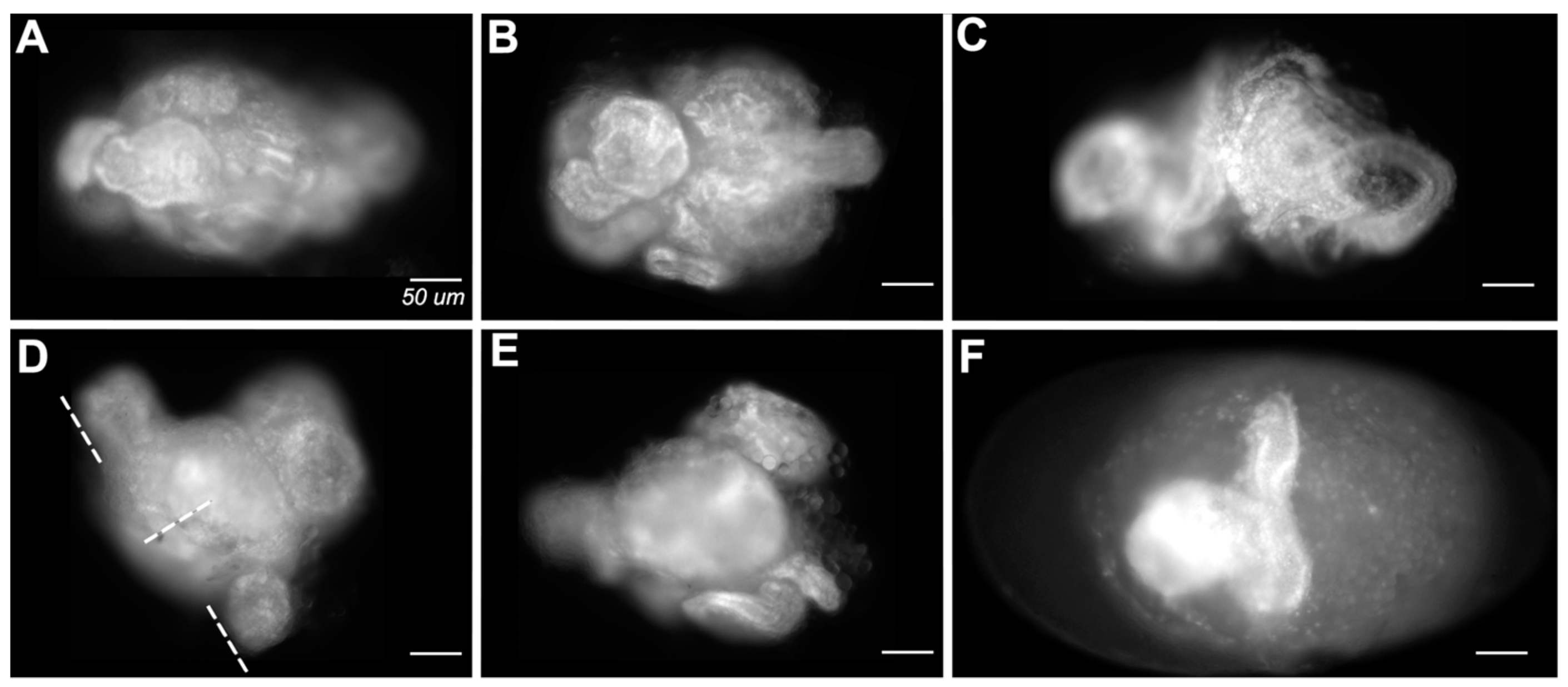 Insects 14 00691 g008 Insects 14 00691 g008