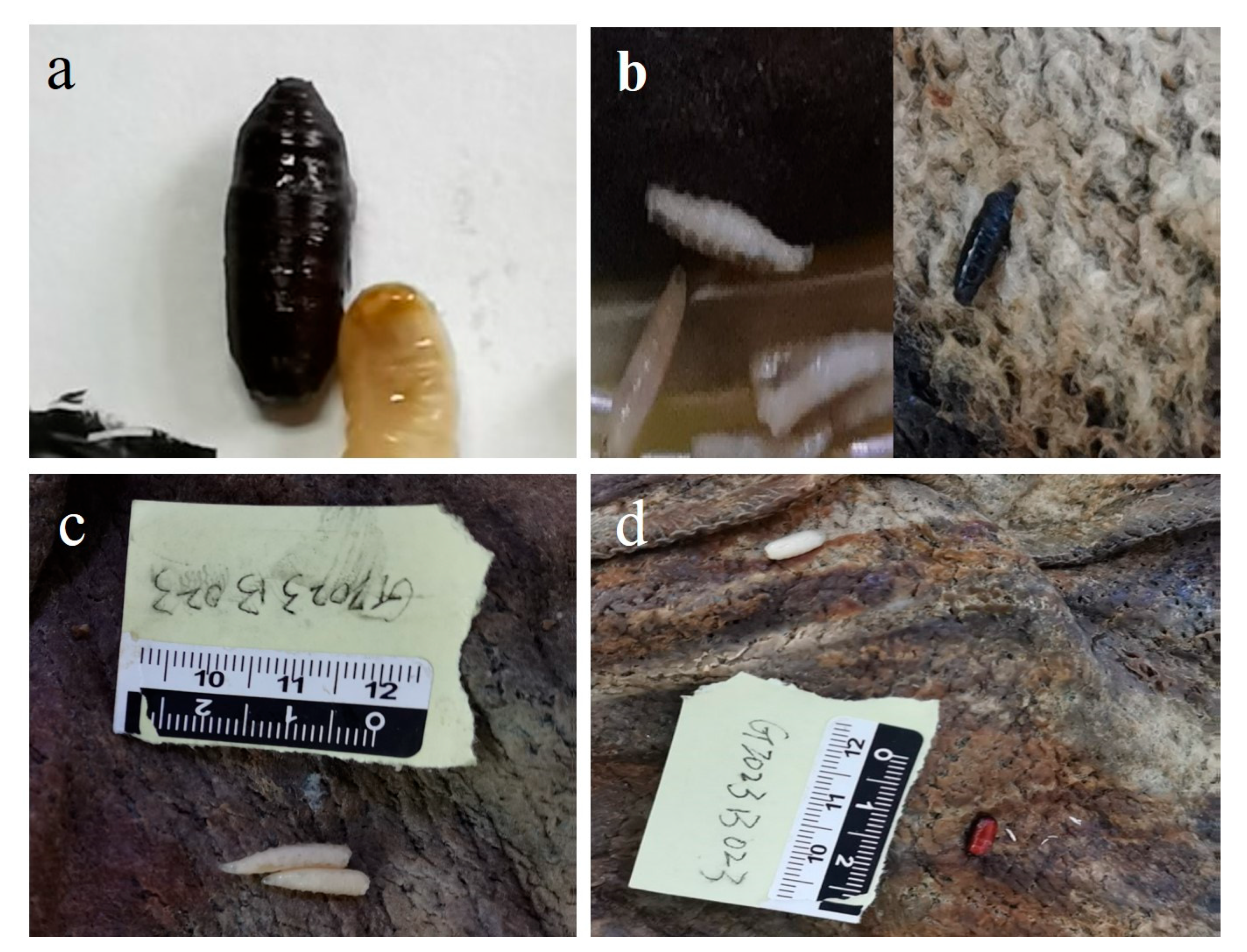 Insects 14 00729 g006