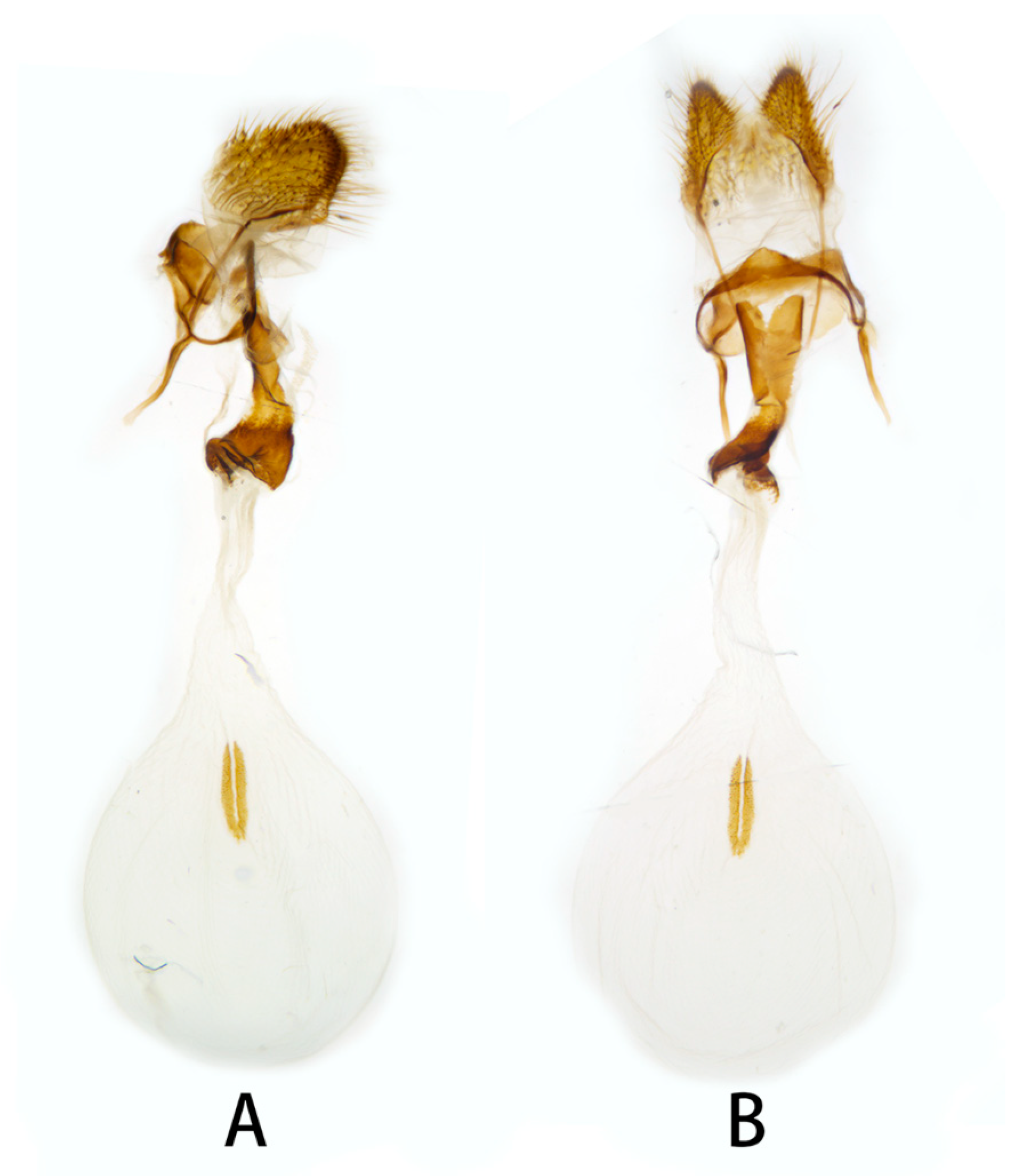 Insects 14 00818 g011