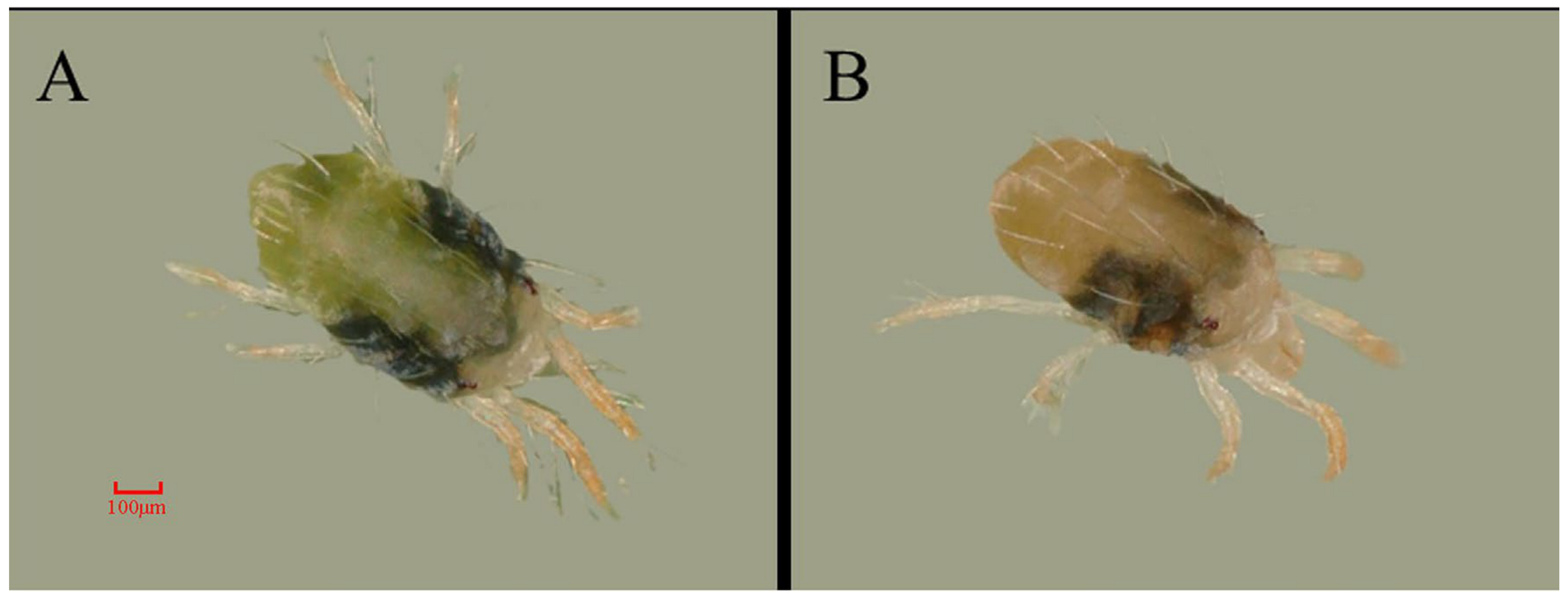 Insects 14 00823 g008