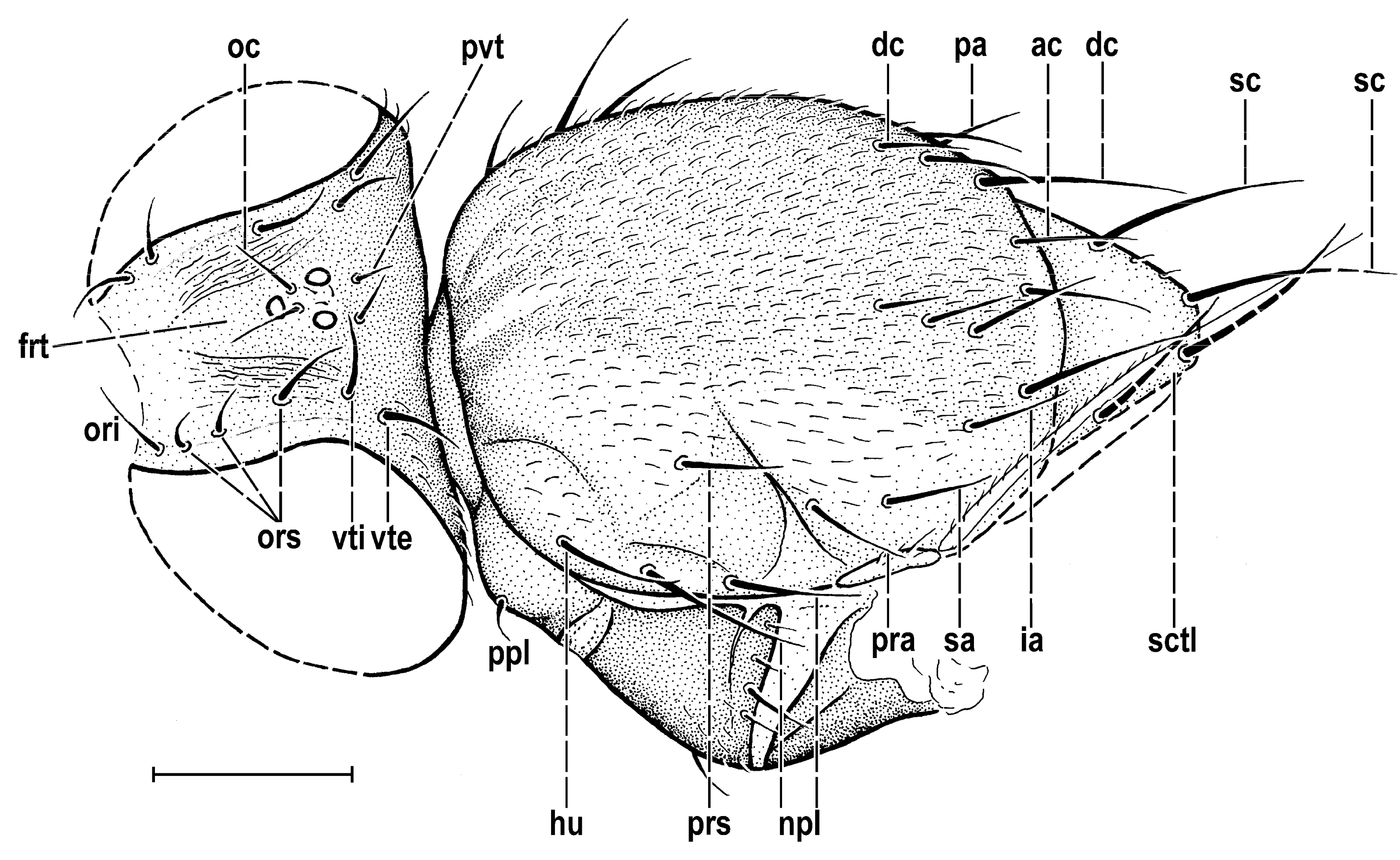 Insects 14 00835 g004 Insects 14 00835 g004