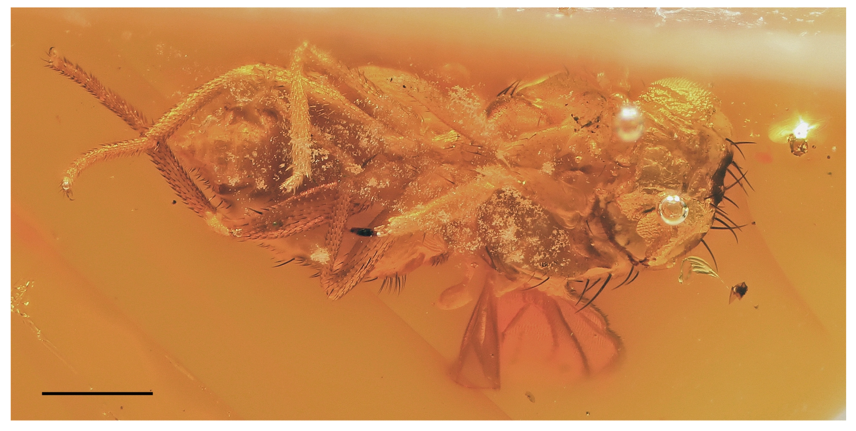 Insects 14 00835 g007 Insects 14 00835 g007