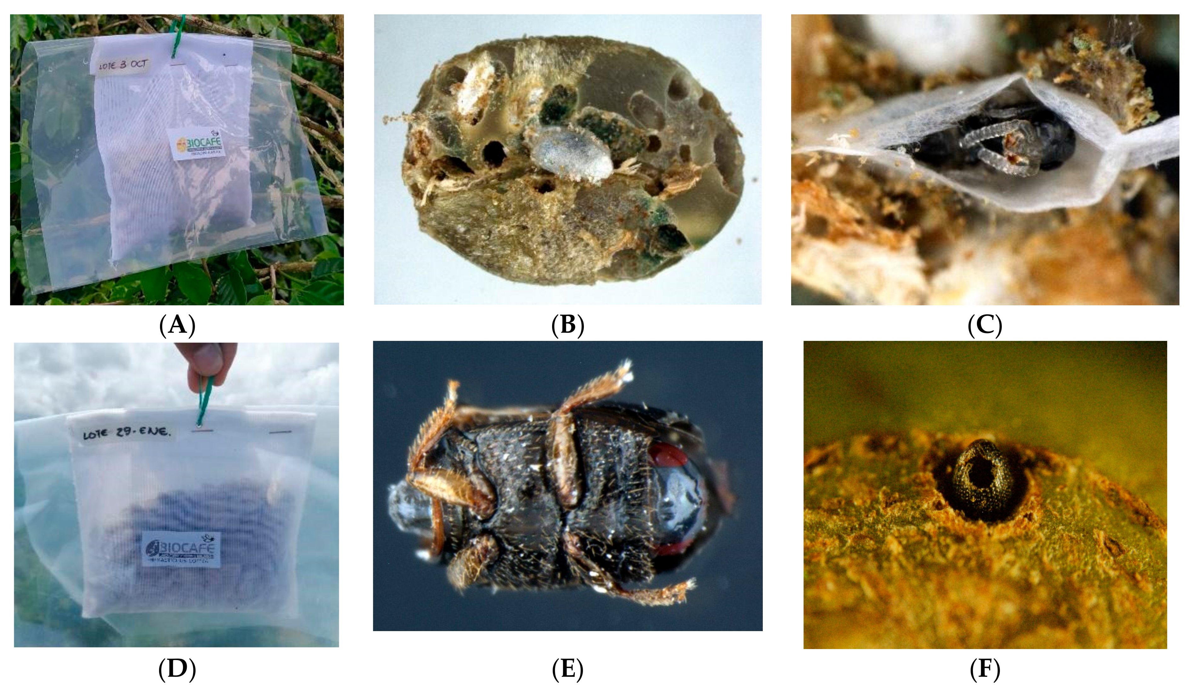 Insects 14 00865 g004