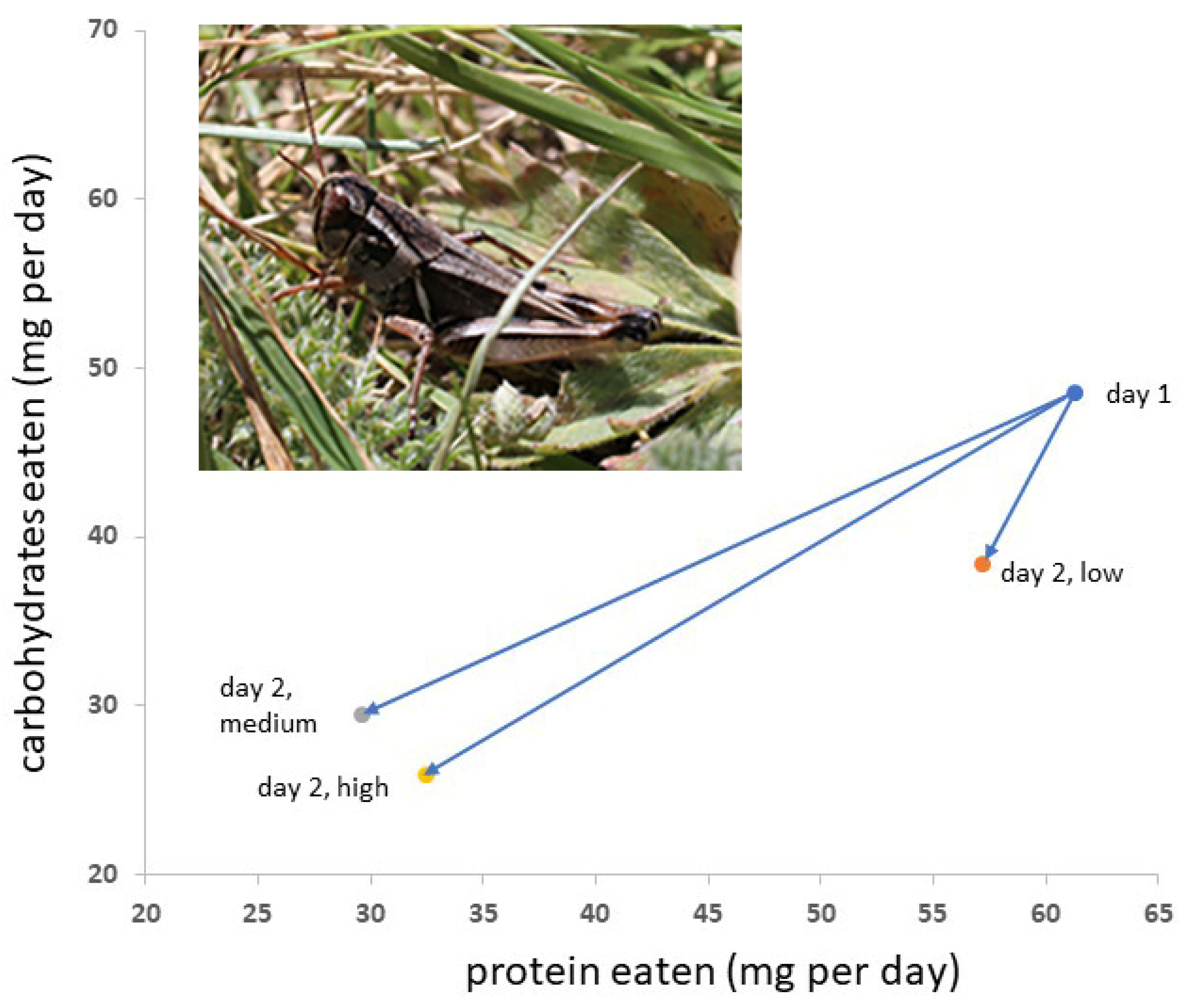 Insects Free Full Text Power Bars Mormon Crickets Get