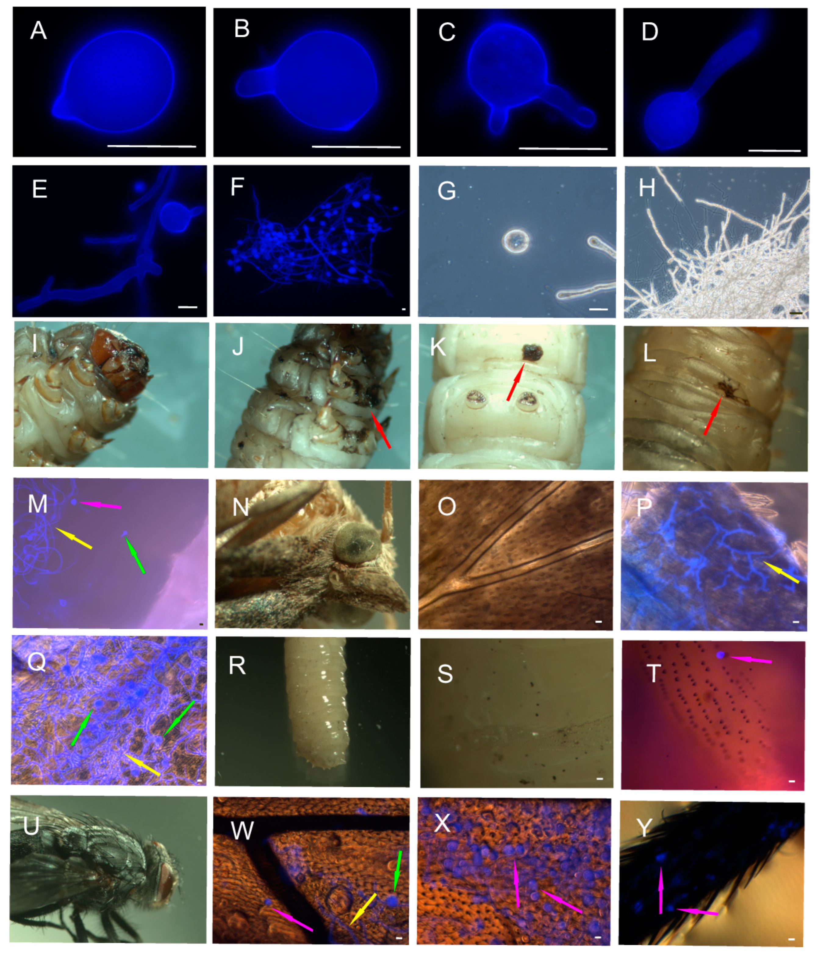 Insects 14 00895 g001