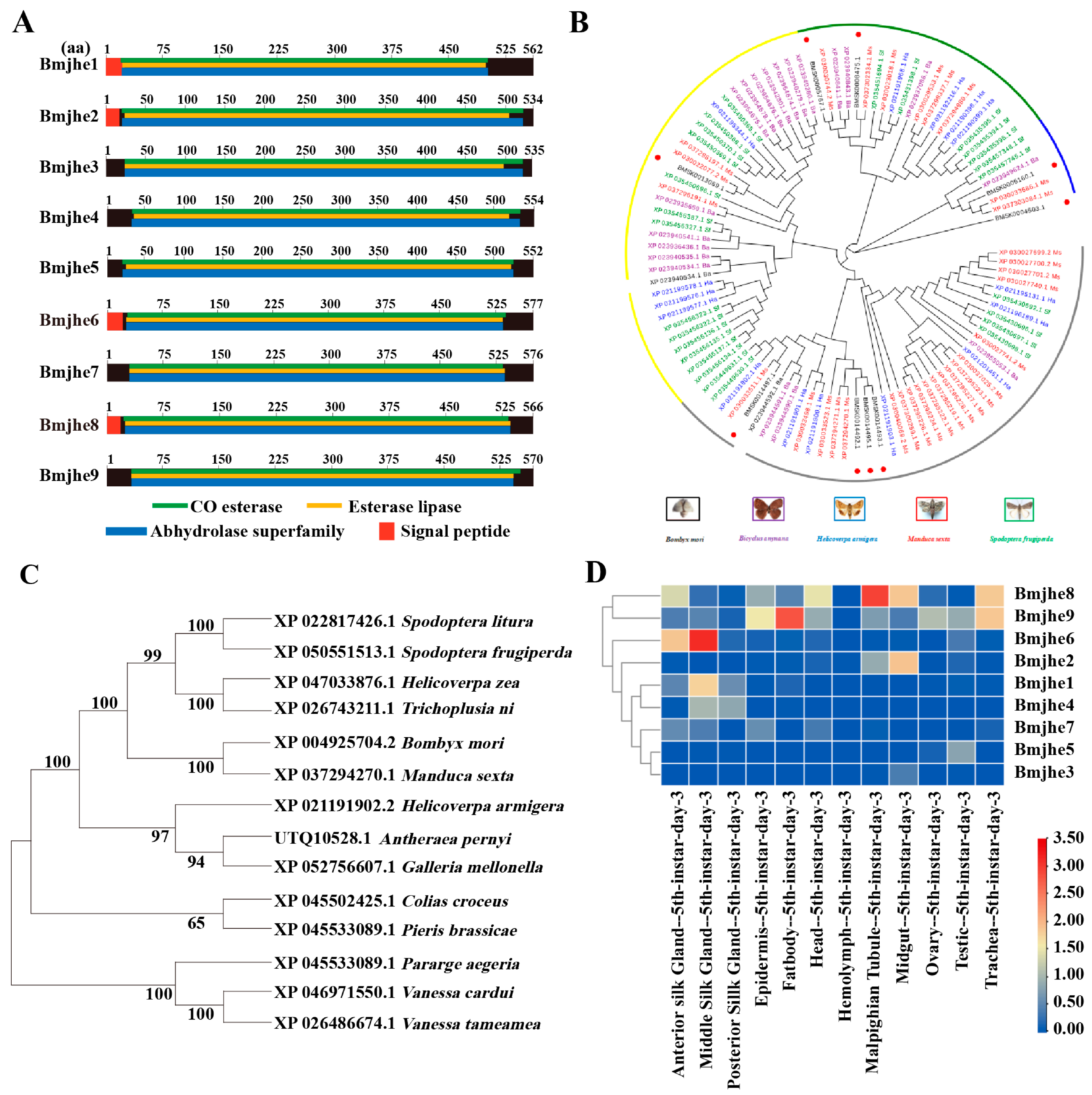 POU-M2 promotes juvenile hormone biosynthesis by directly