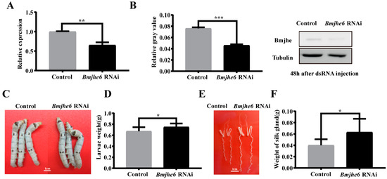 POU-M2 promotes juvenile hormone biosynthesis by directly activating the  transcription of juvenile hormone synthetic enzyme genes in Bombyx mori