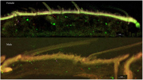 Insects | Free Full-Text | Functional Identification of Olfactory 