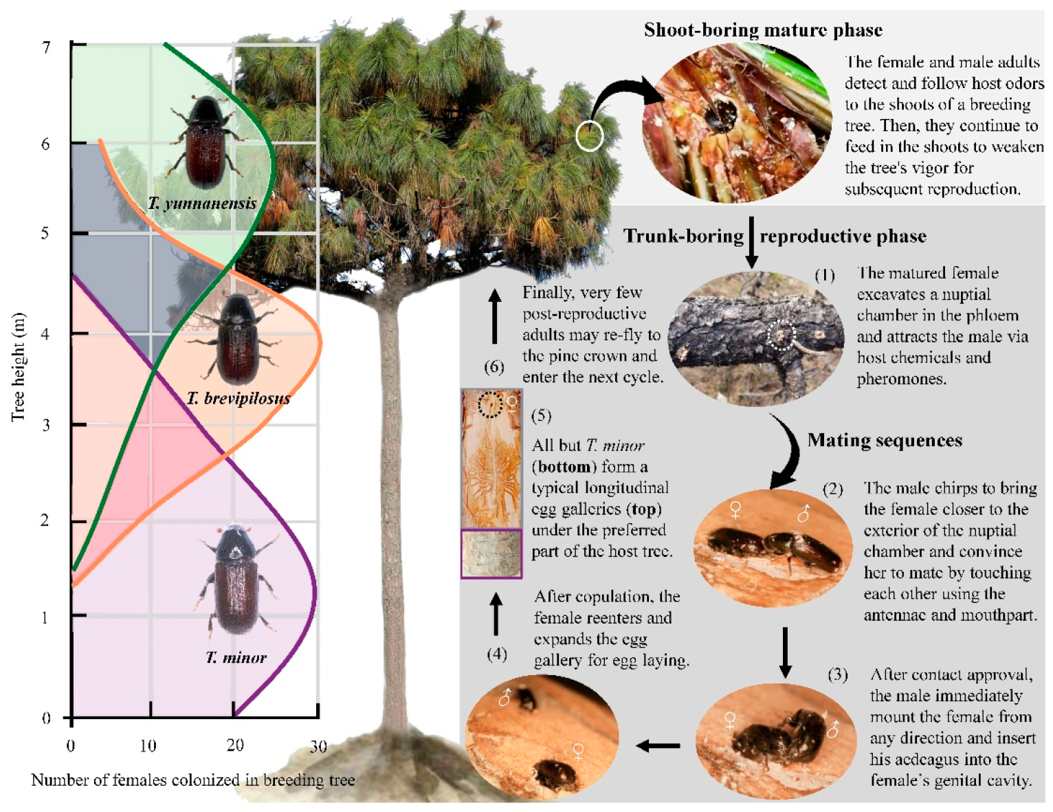 Insects Free Full Text Fine Structure of the Mouthparts of