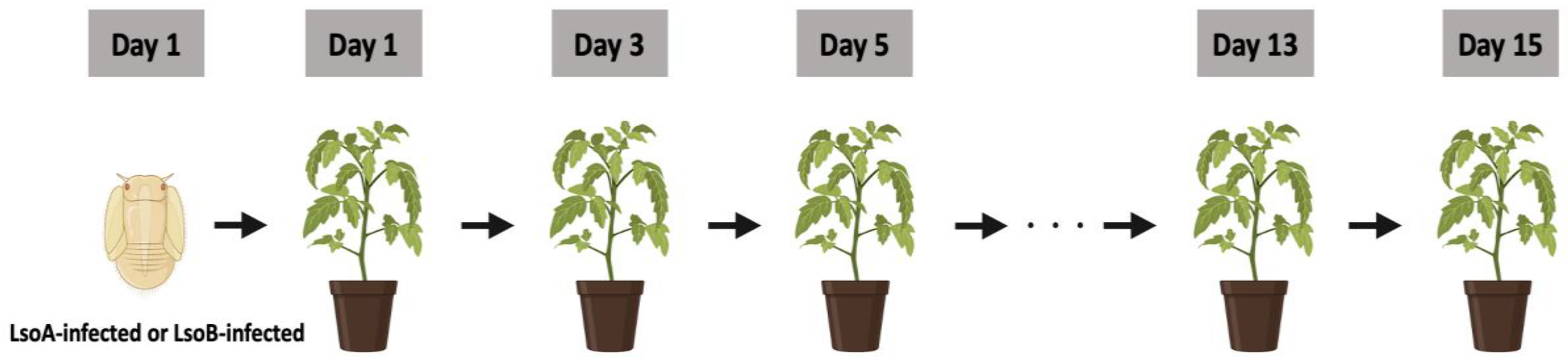 Insects 14 00956 g001