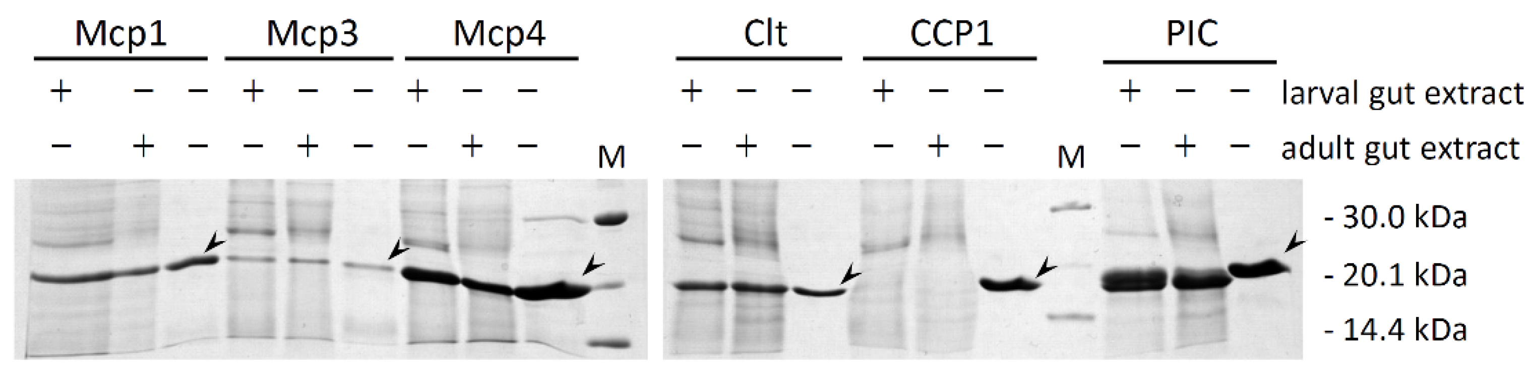 Insects 15 00060 g005