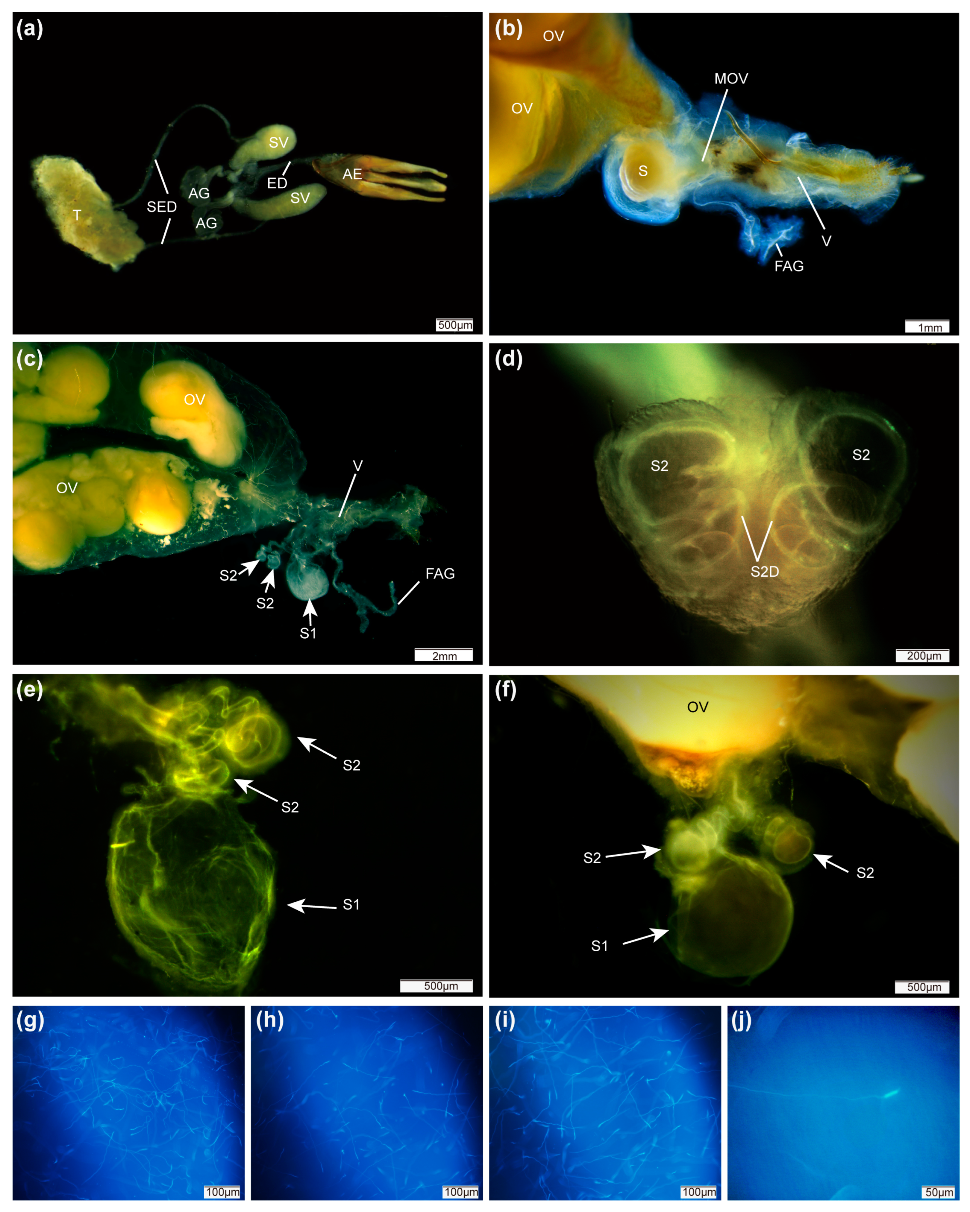 Insects 15 00066 g001