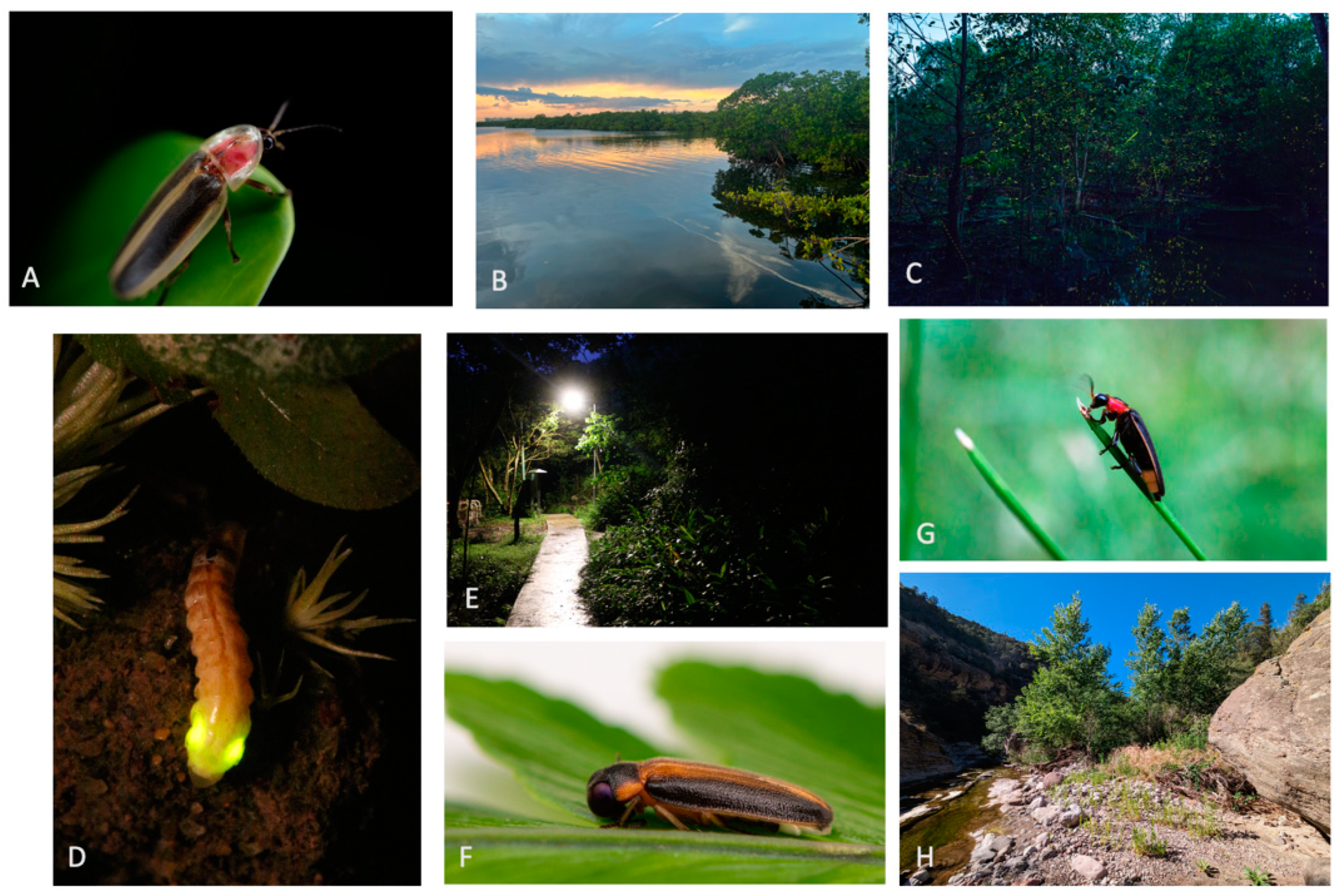 Word from the Smokies: A firefly season recap from the experts