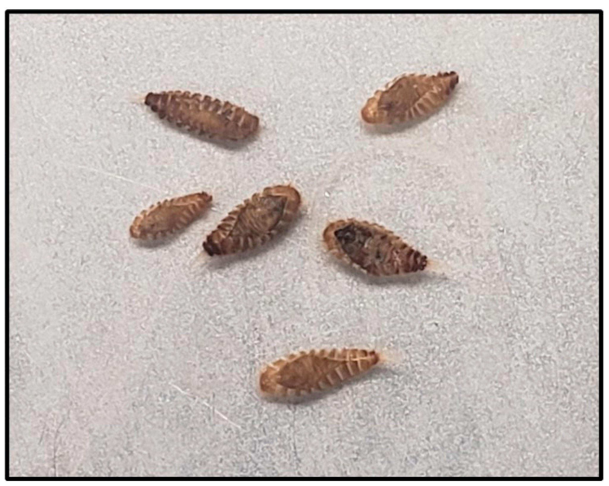 Egg hatch, pupal recovery, and adult emergence of laboratory