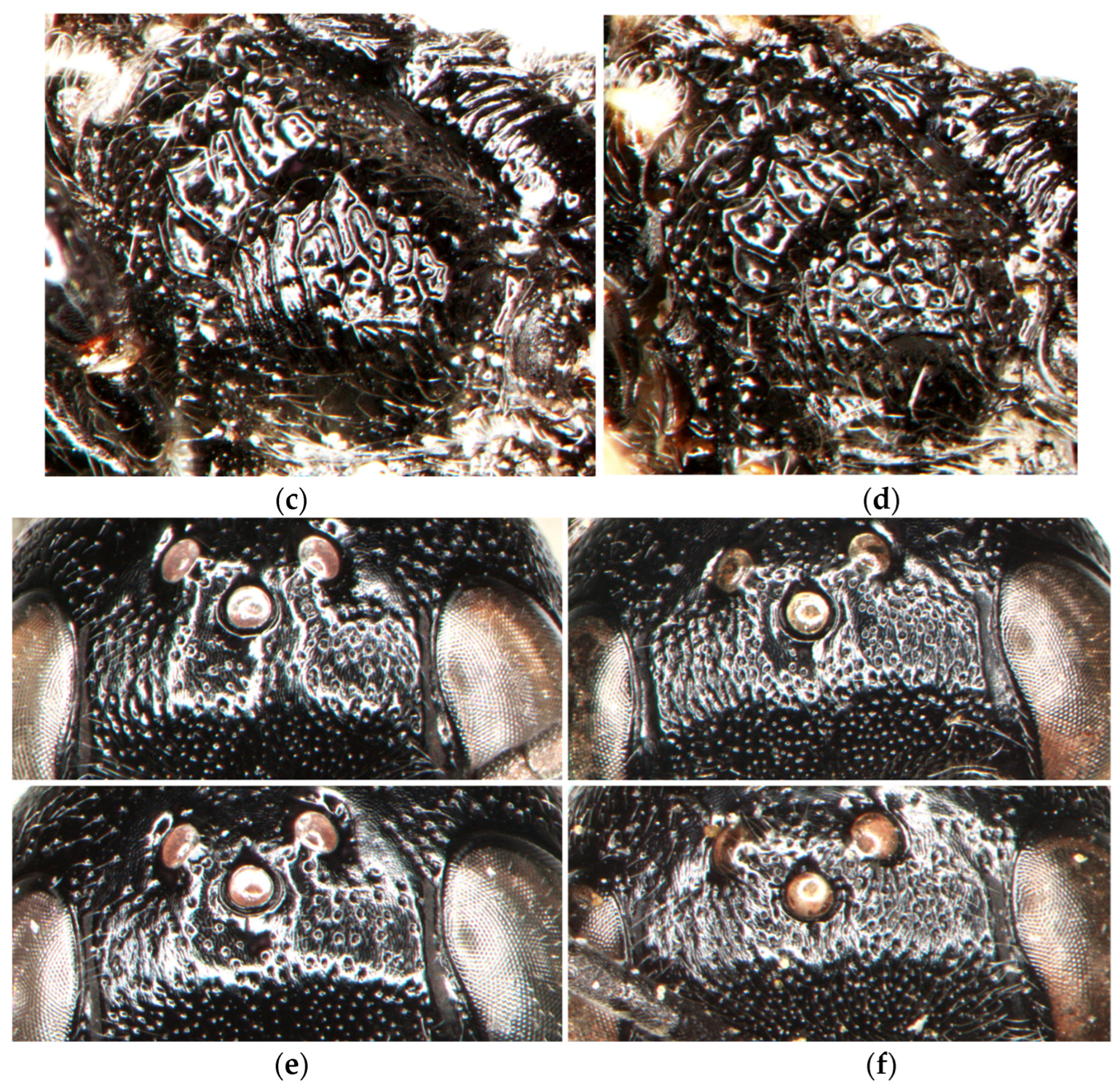 Insects 15 00086 g008b