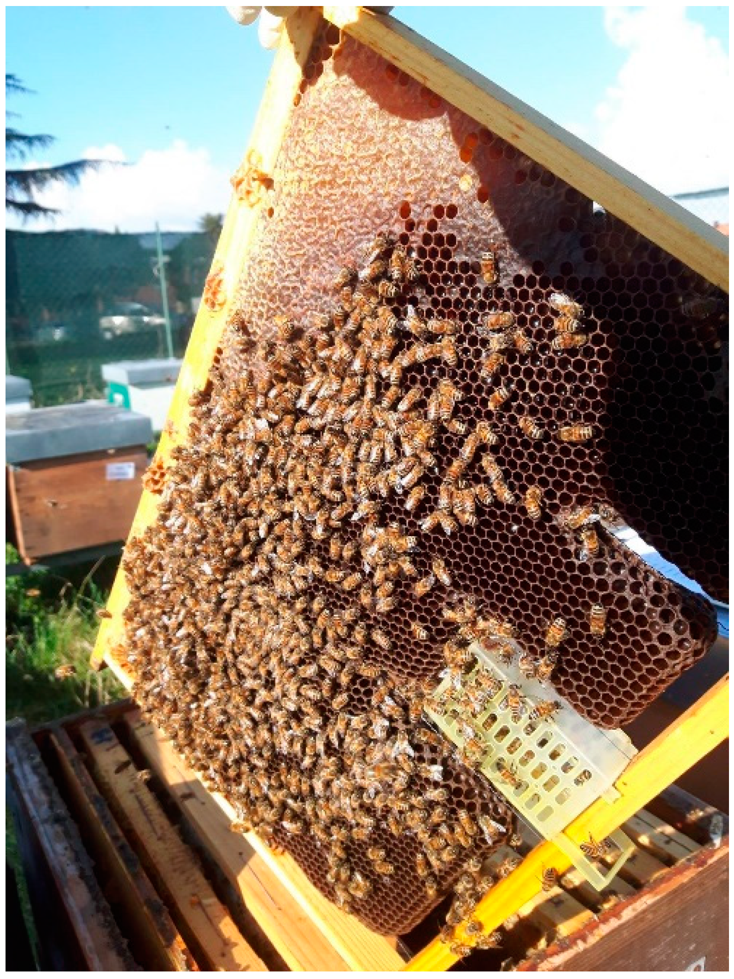 Insects 15 00115 g001