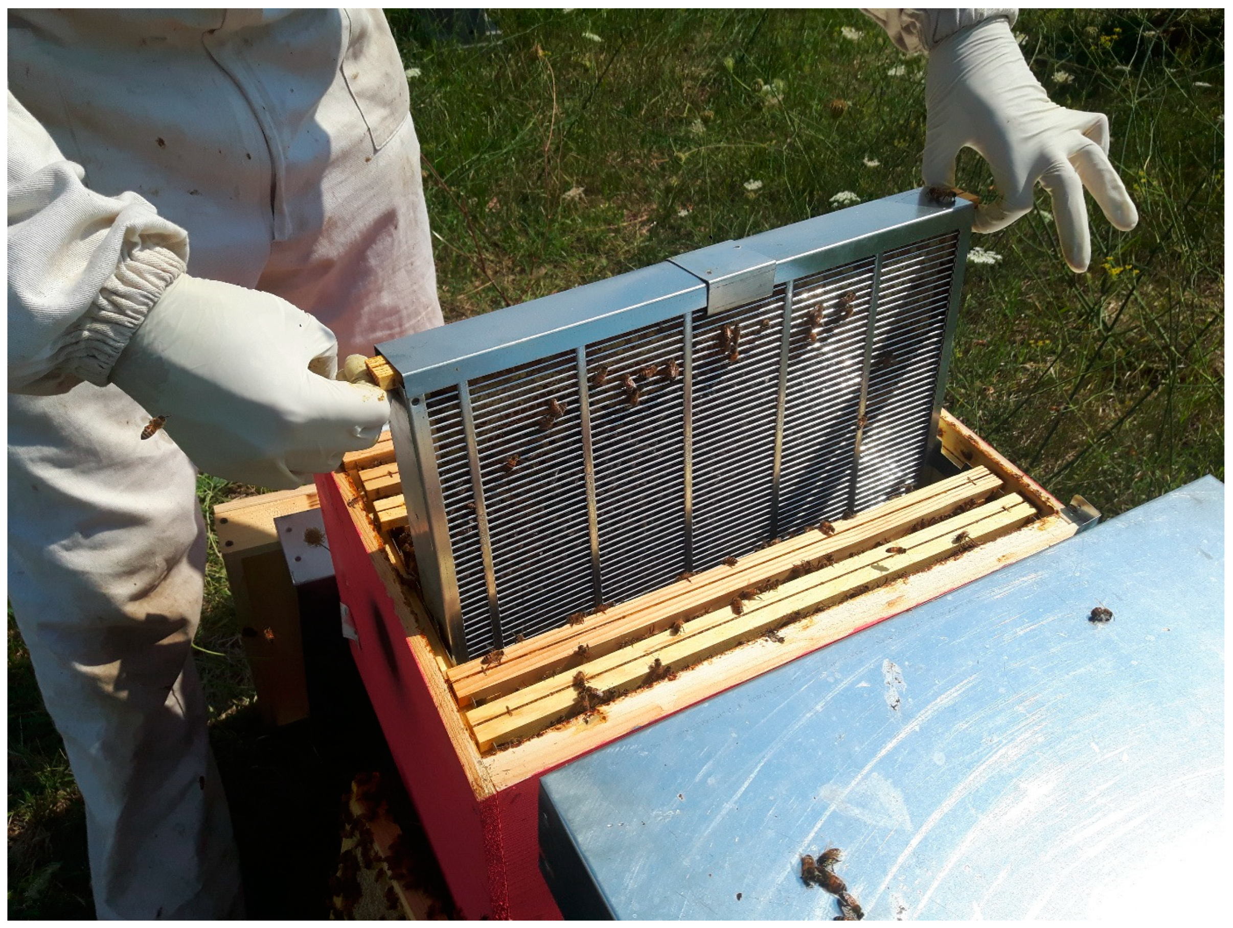 Insects 15 00115 g002