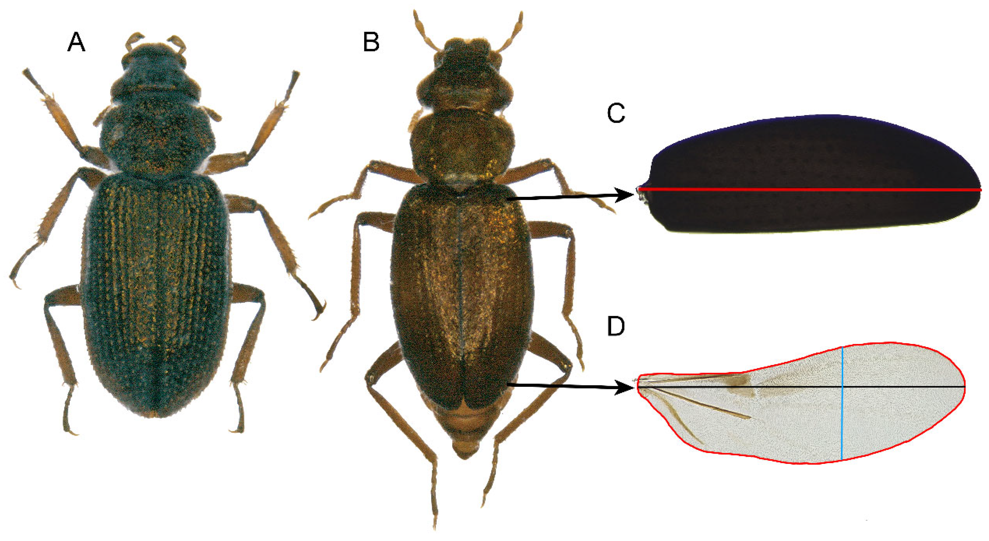 Insects 15 00140 g003
