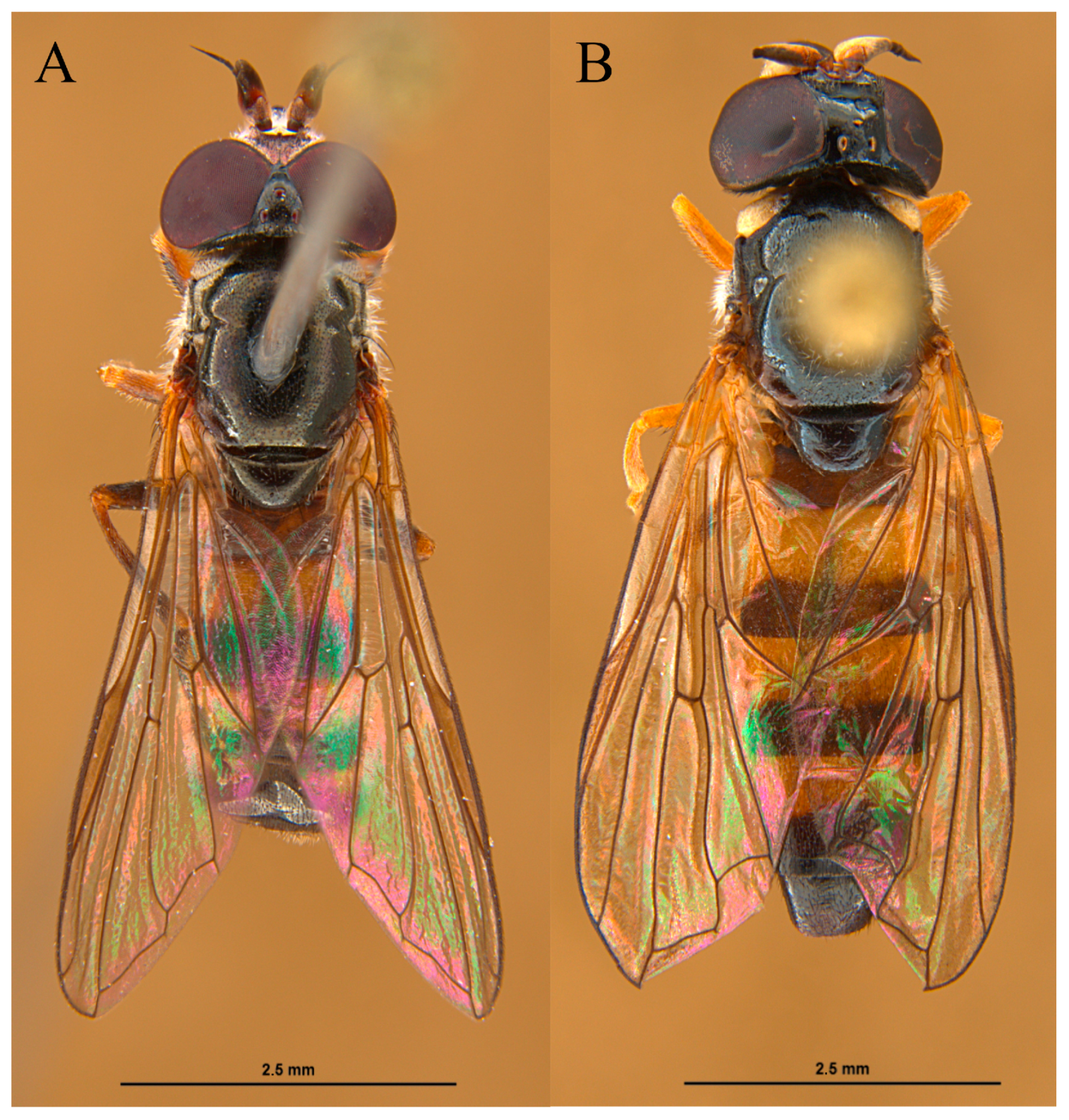 Insects 15 00191 g003 Insects 15 00191 g003