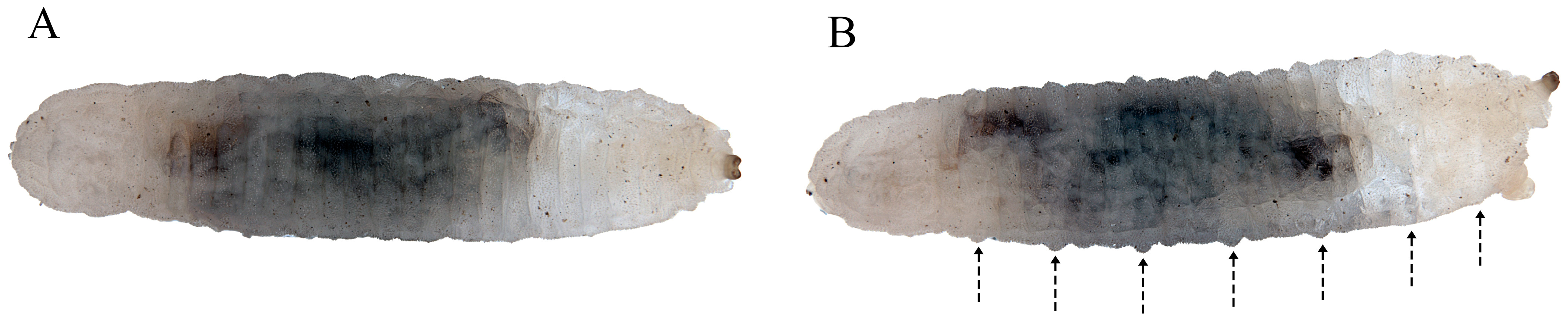 Insects 15 00191 g004 Insects 15 00191 g004