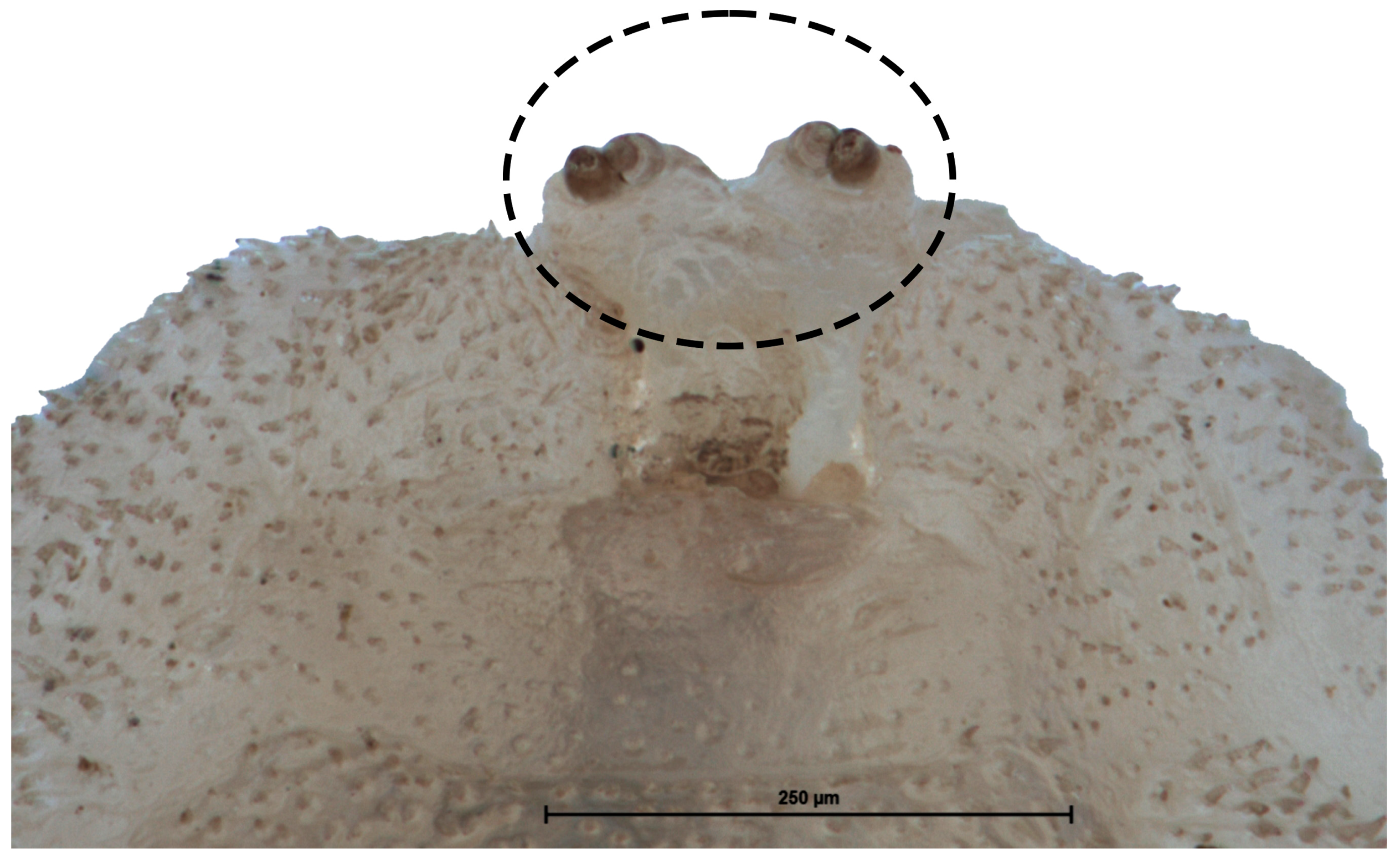 Insects 15 00191 g006 Insects 15 00191 g006