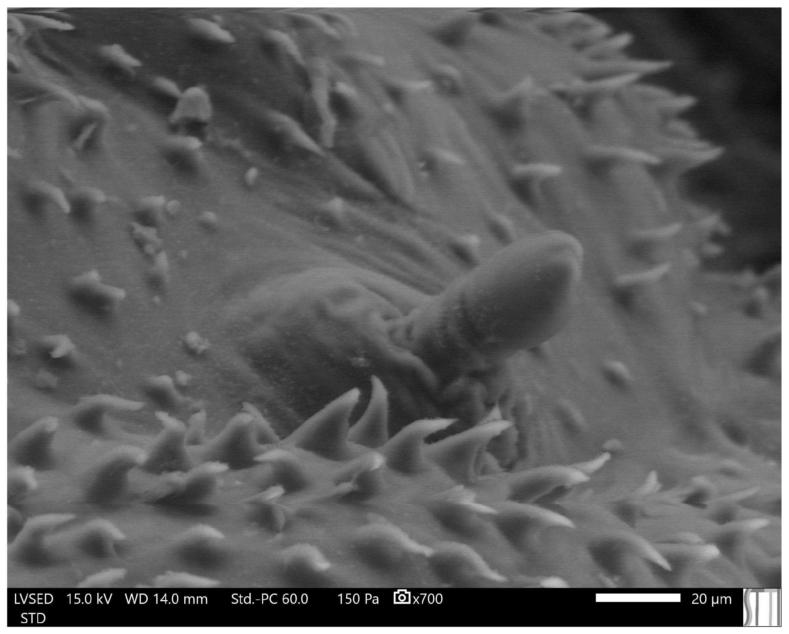 Insects 15 00191 g007 Insects 15 00191 g007