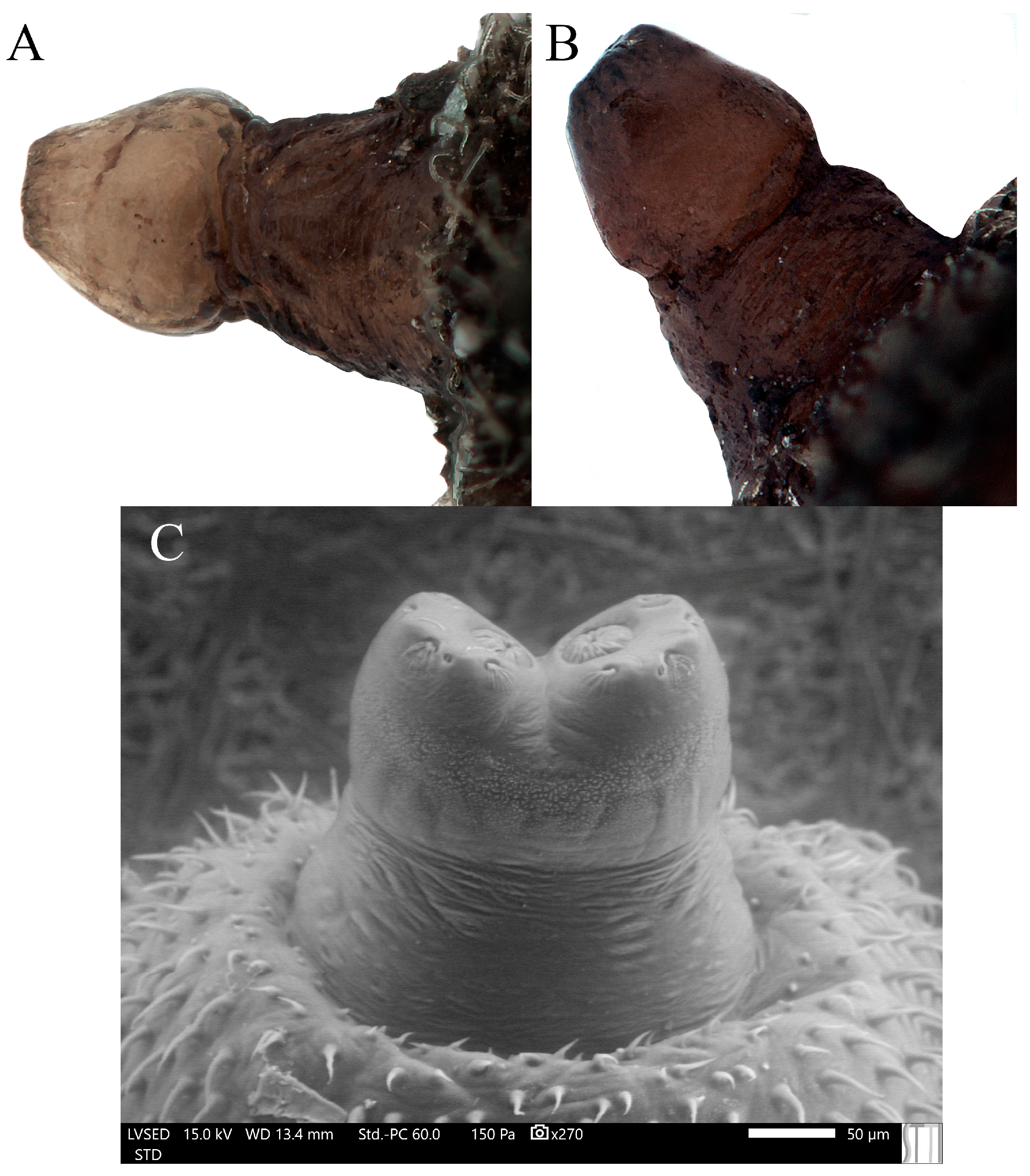 Insects 15 00191 g008 Insects 15 00191 g008