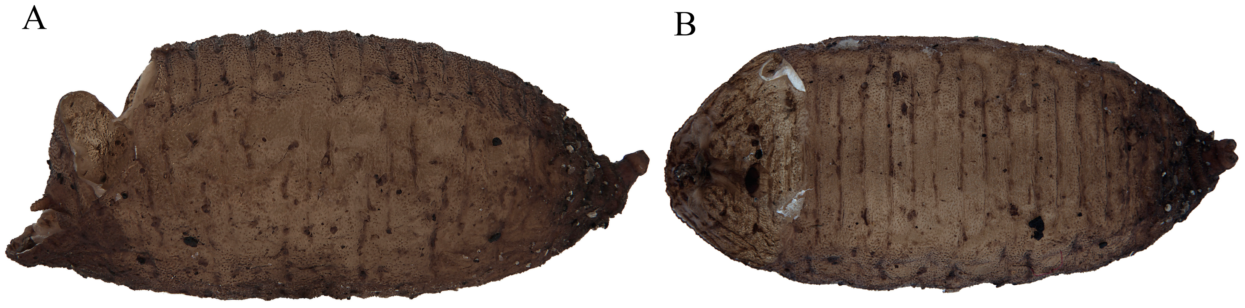 Insects 15 00191 g014 Insects 15 00191 g014