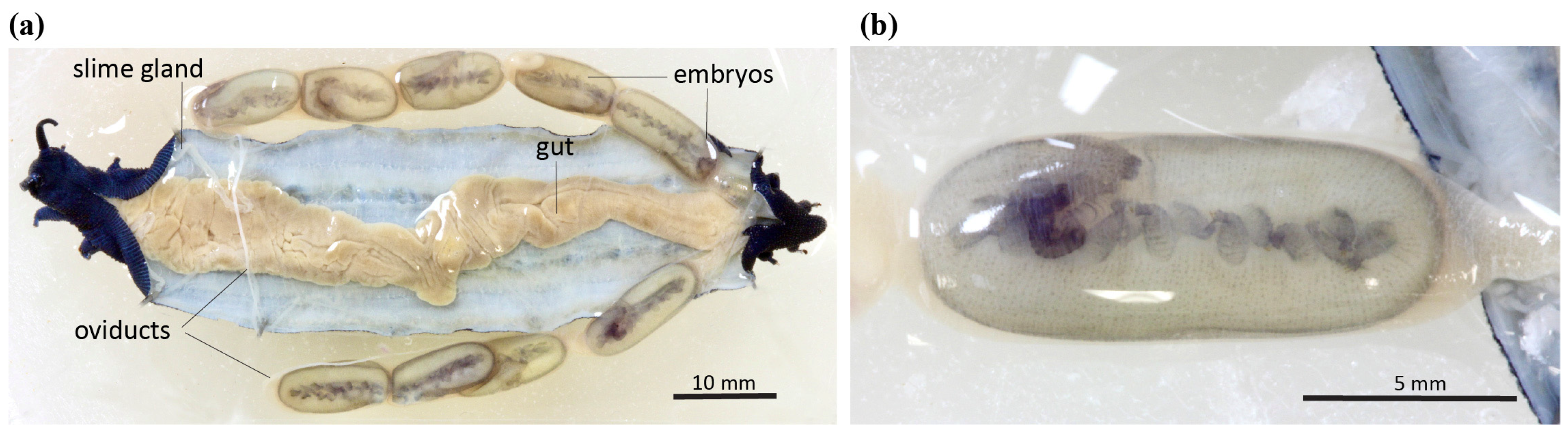 Insects 15 00248 g001