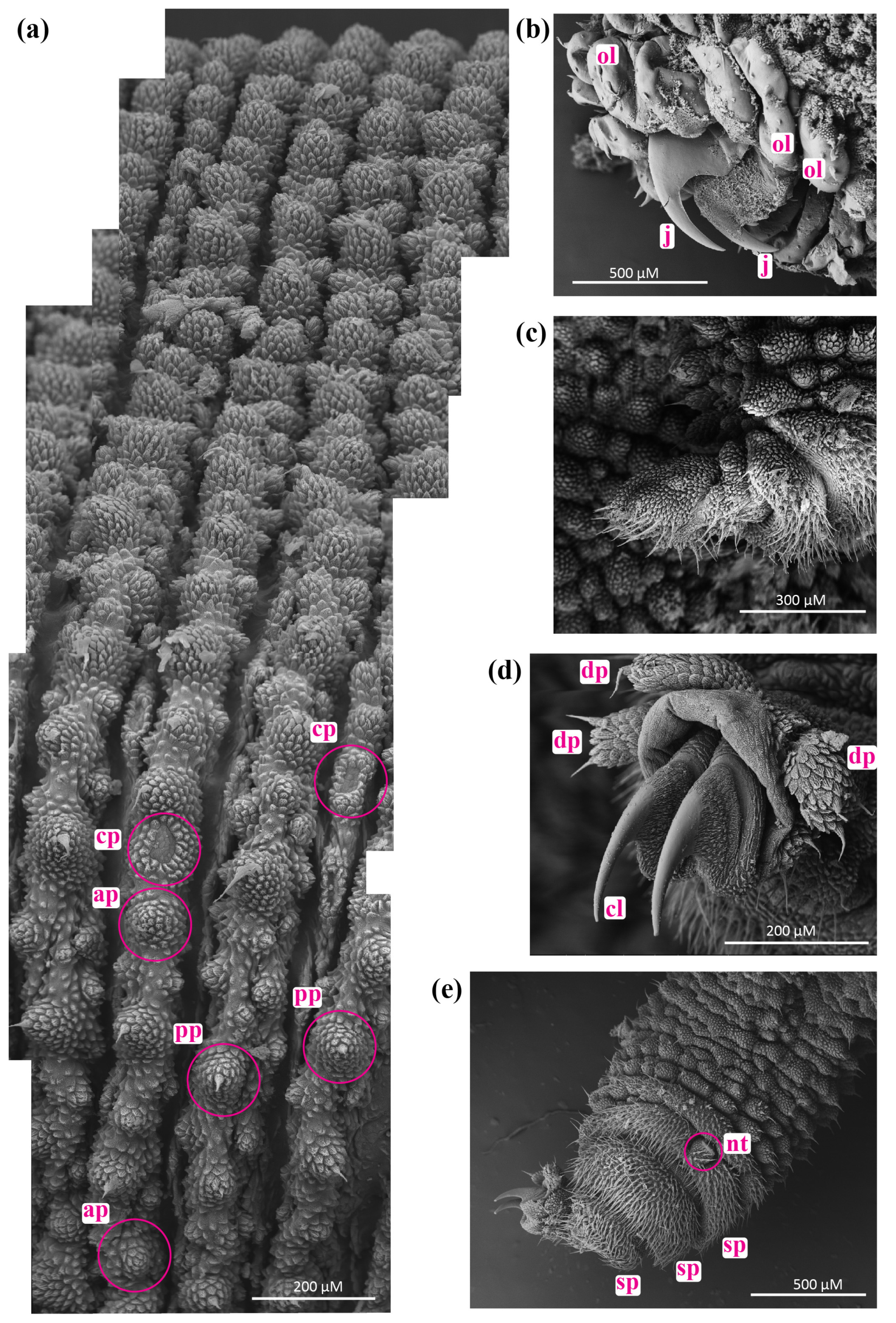 Insects 15 00248 g003