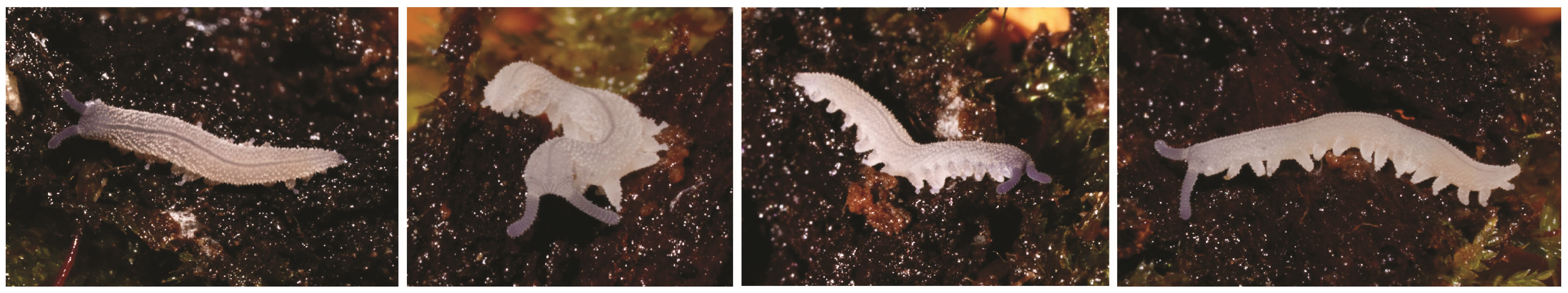 Insects 15 00248 g007