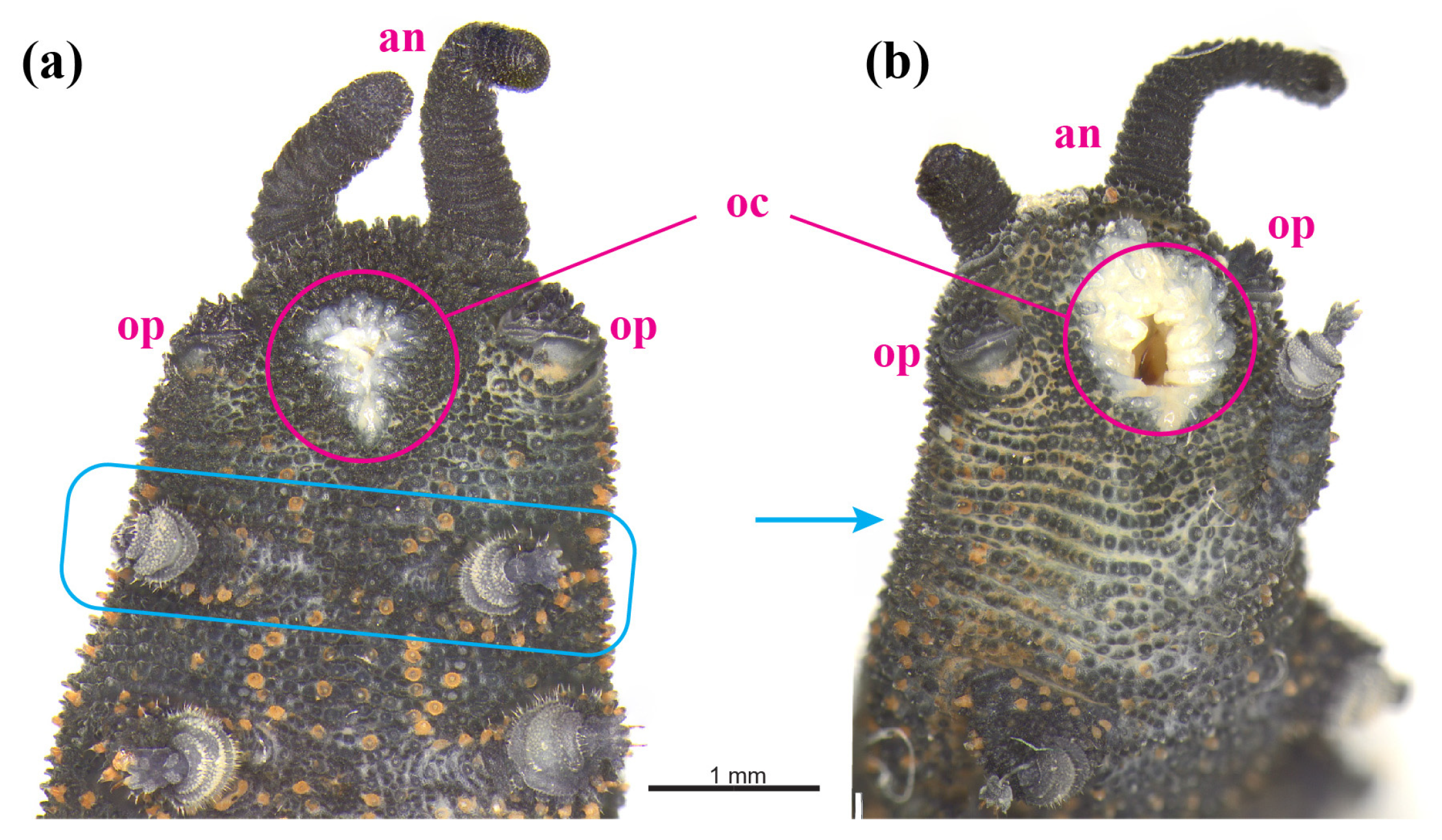 Insects 15 00248 g010