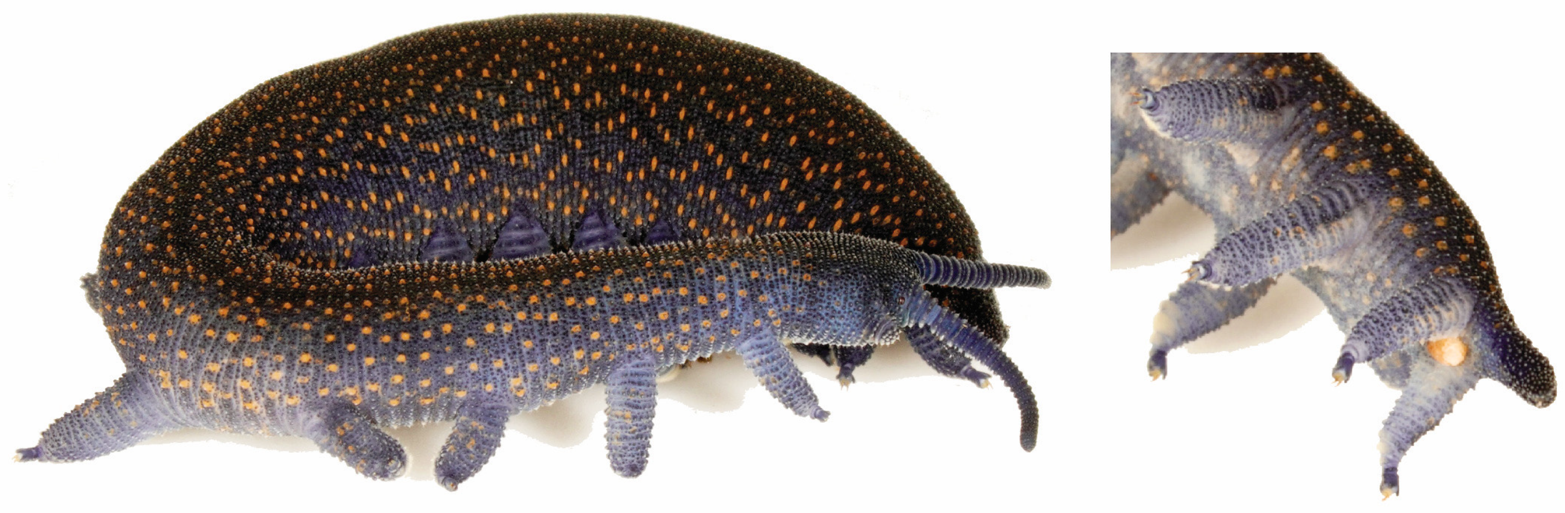 Insects 15 00248 g015