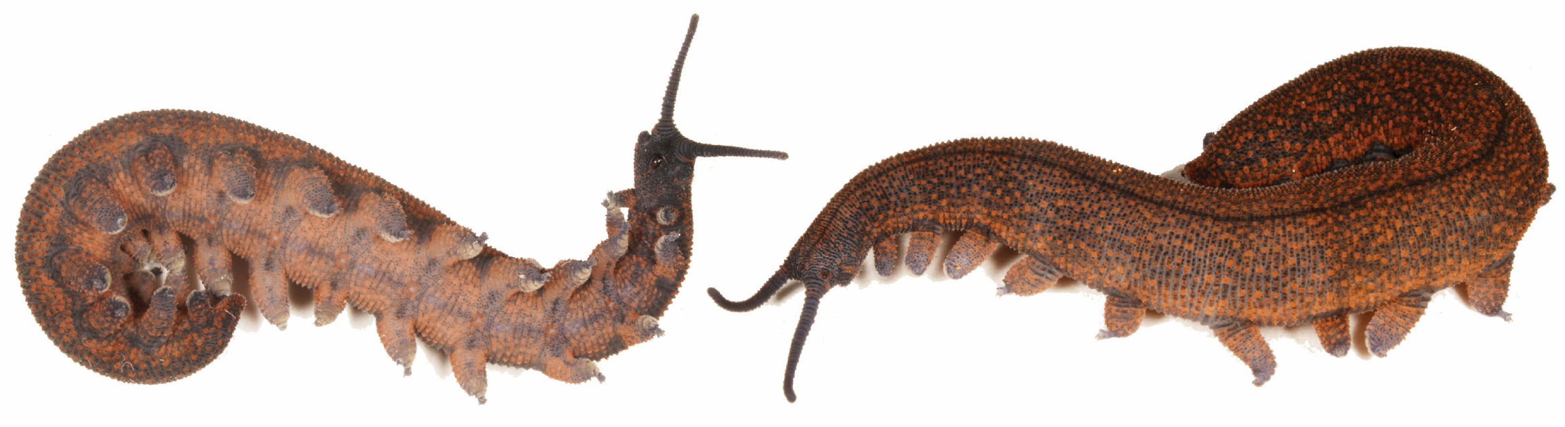 Insects 15 00248 g016