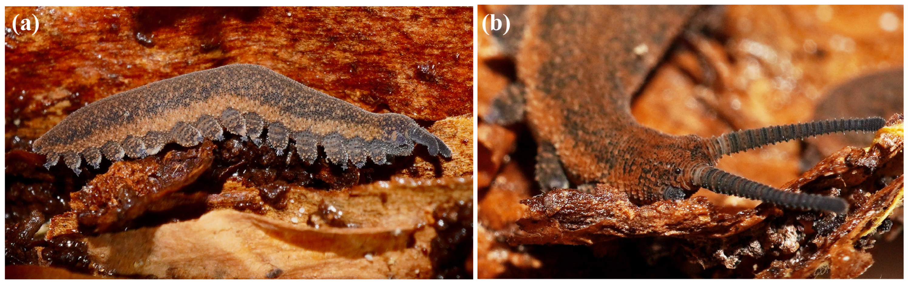 Insects 15 00248 g018