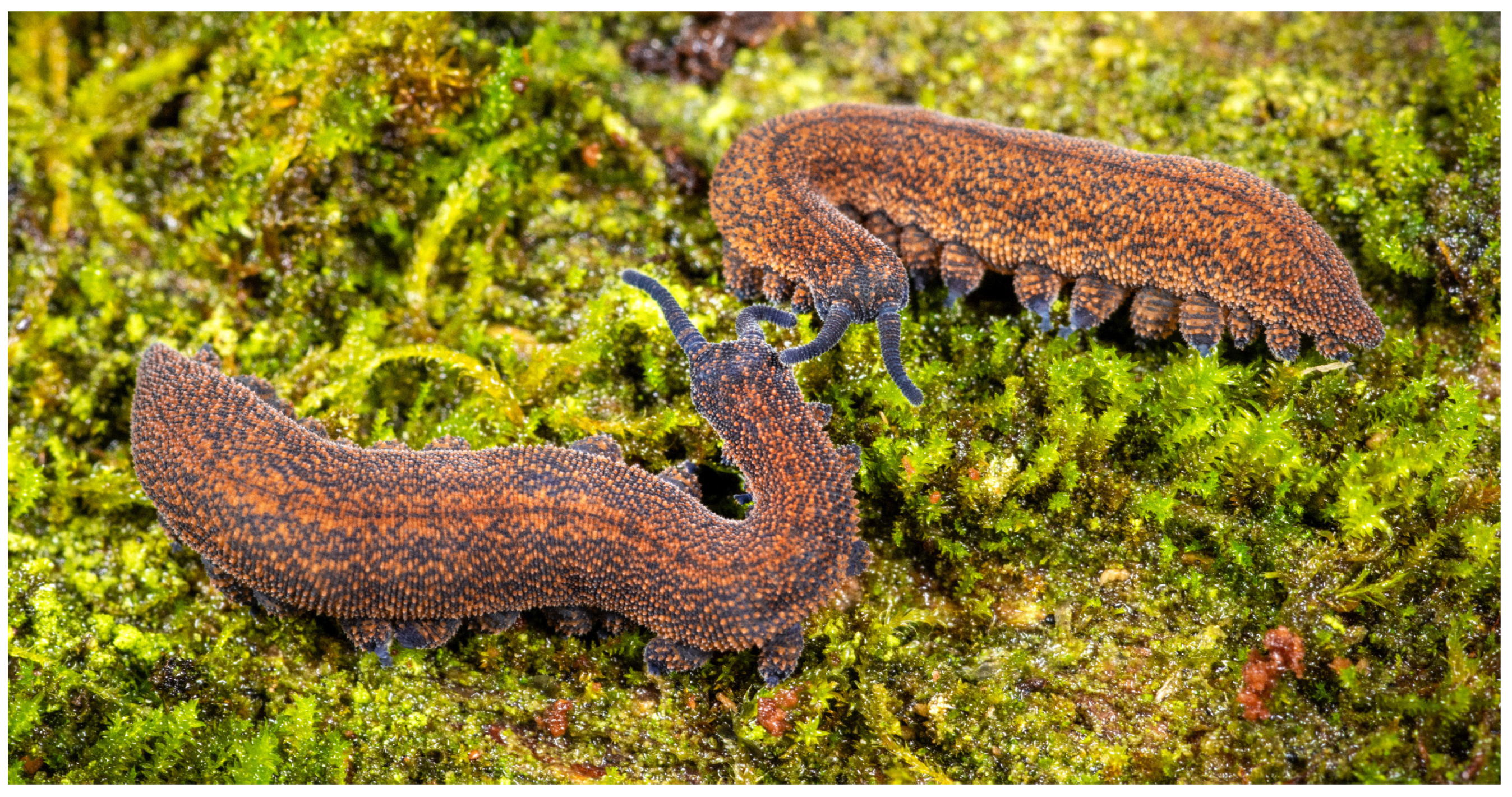 Insects 15 00248 g019