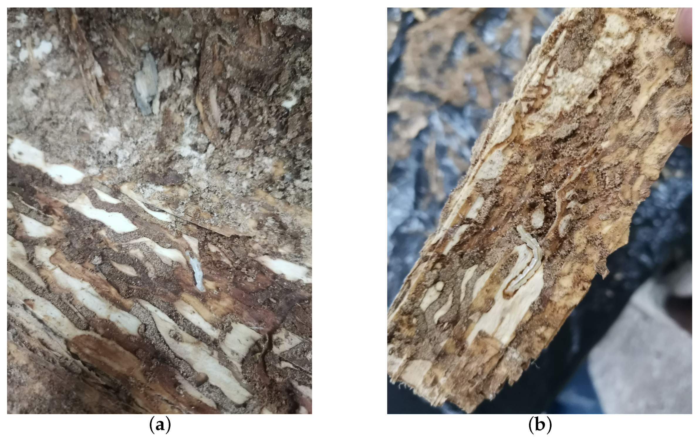 Insects 15 00282 g004