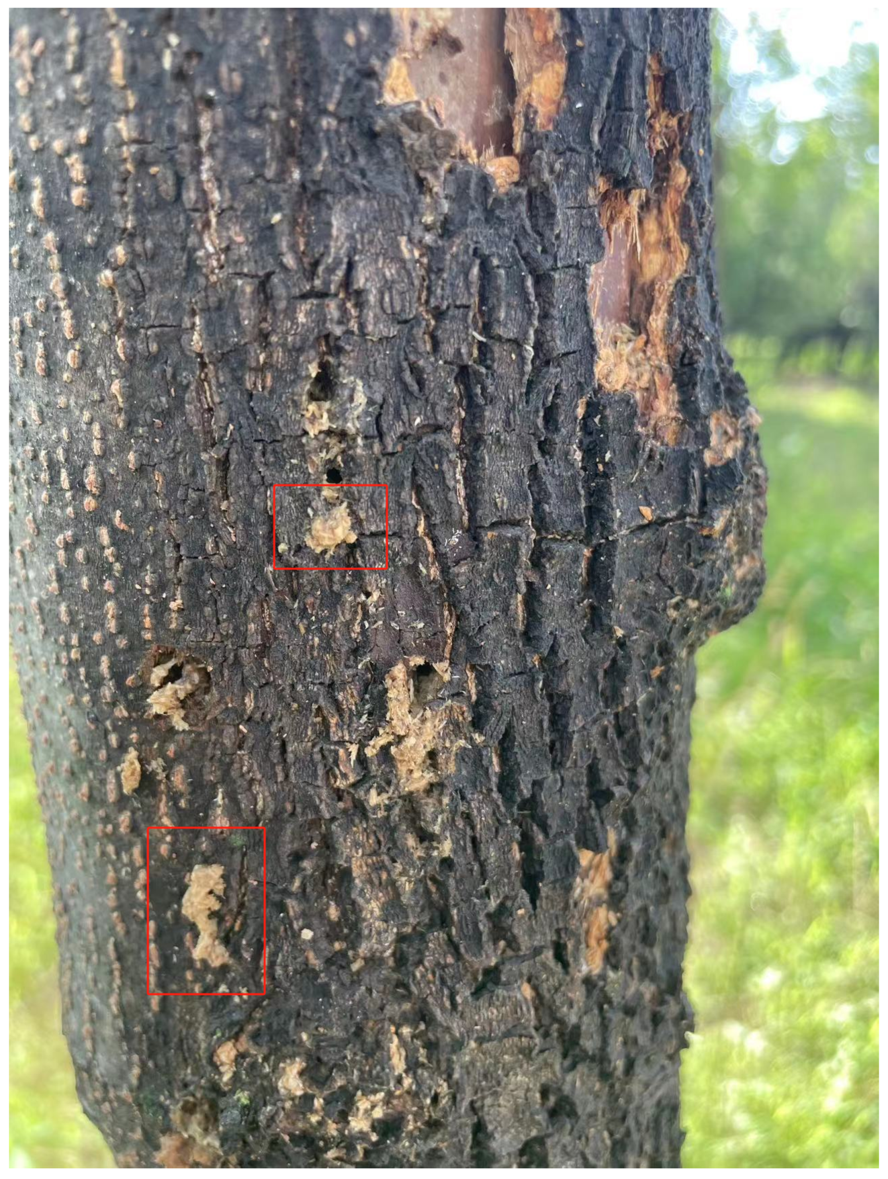 Insects 15 00282 g005