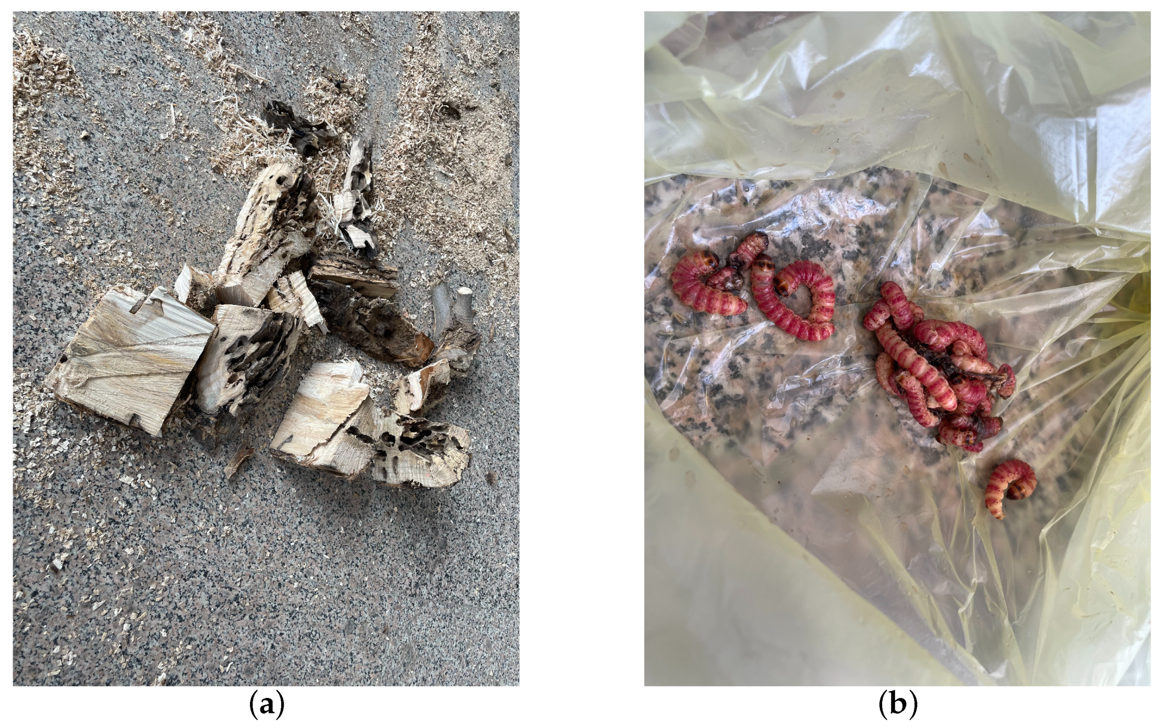 Insects 15 00282 g007