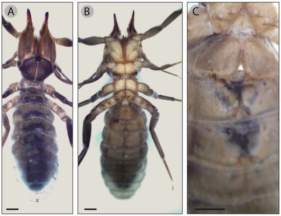 Insects | Free Full-Text | More Than 200 Years Later: Gluvia brunnea sp ...