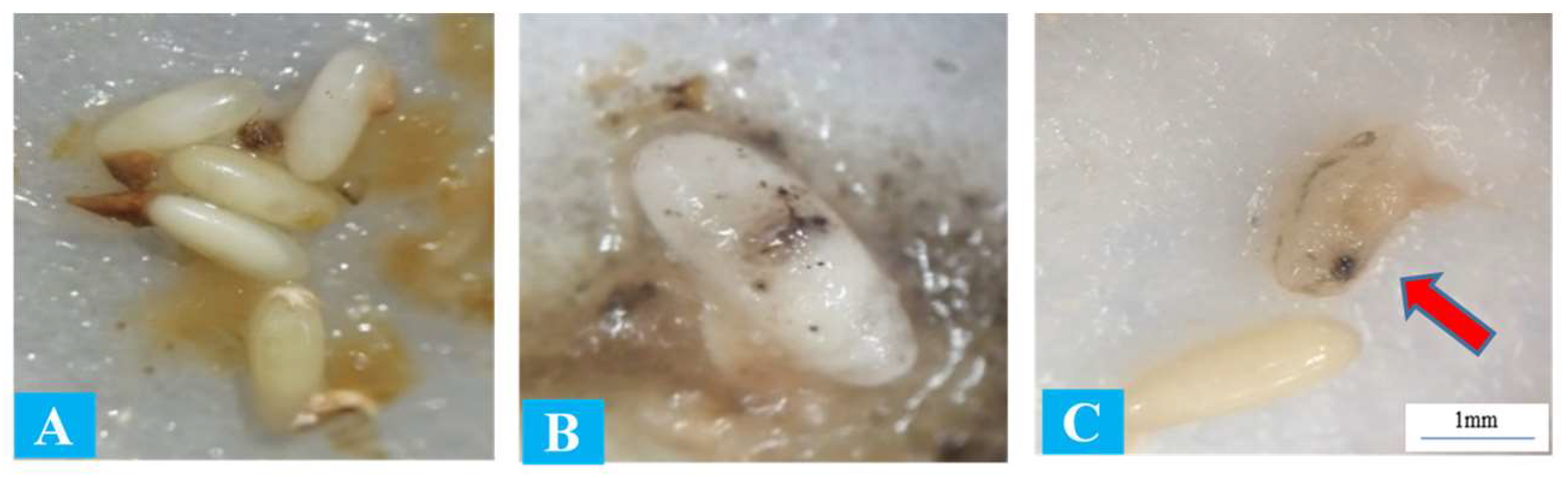 Insects 15 00290 g002