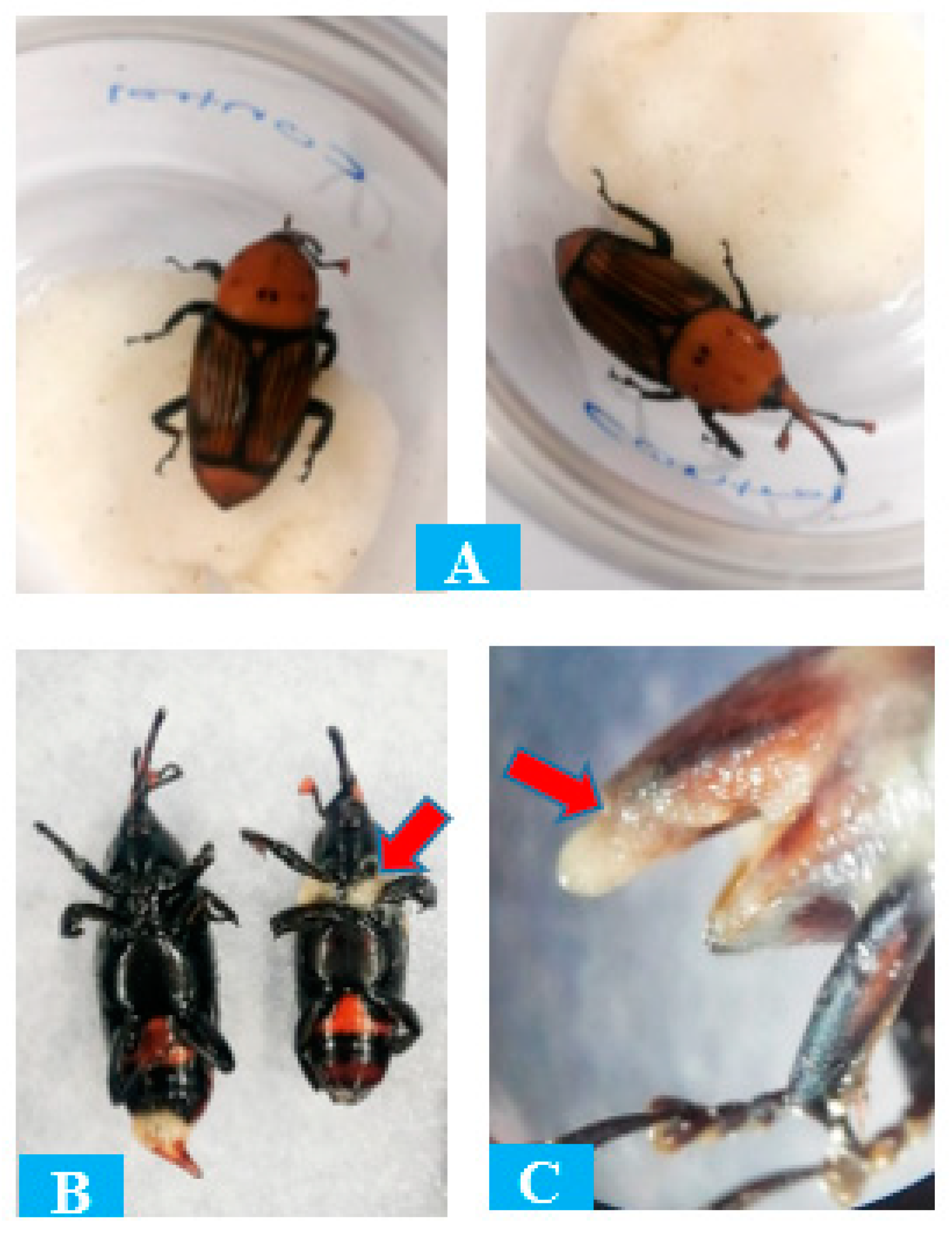 Insects 15 00290 g004