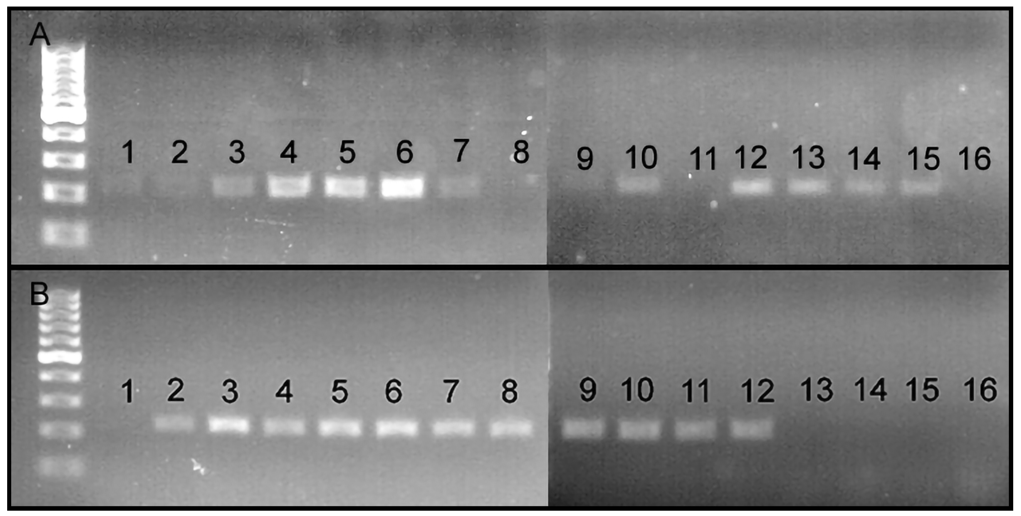 Insects | Free Full-Text | Detection of Ochyromera ligustri (Coleoptera ...