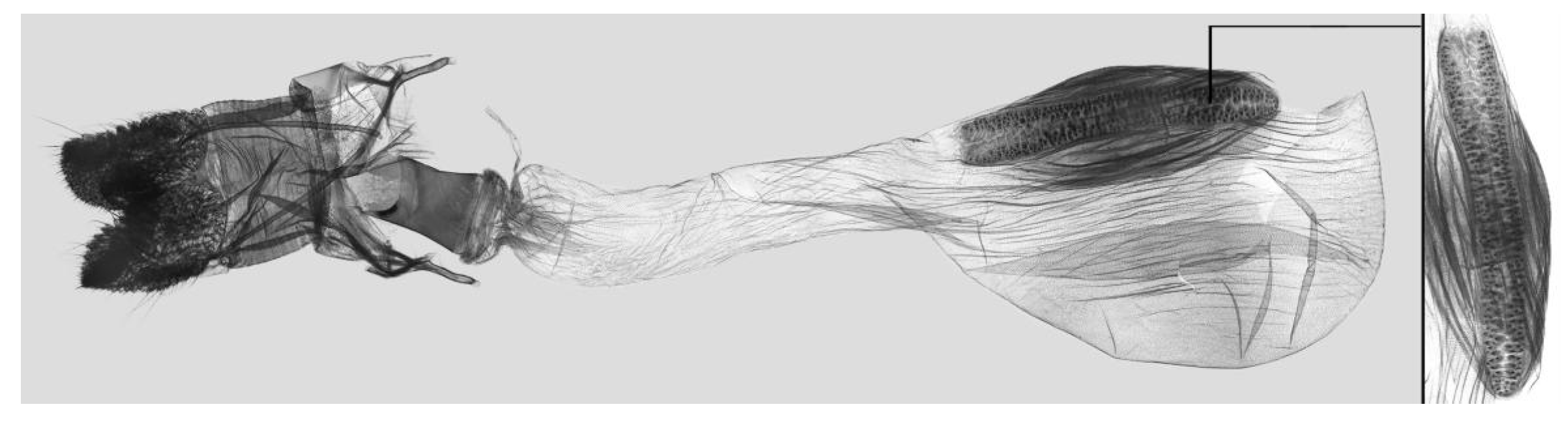 Insects 15 00359 g043