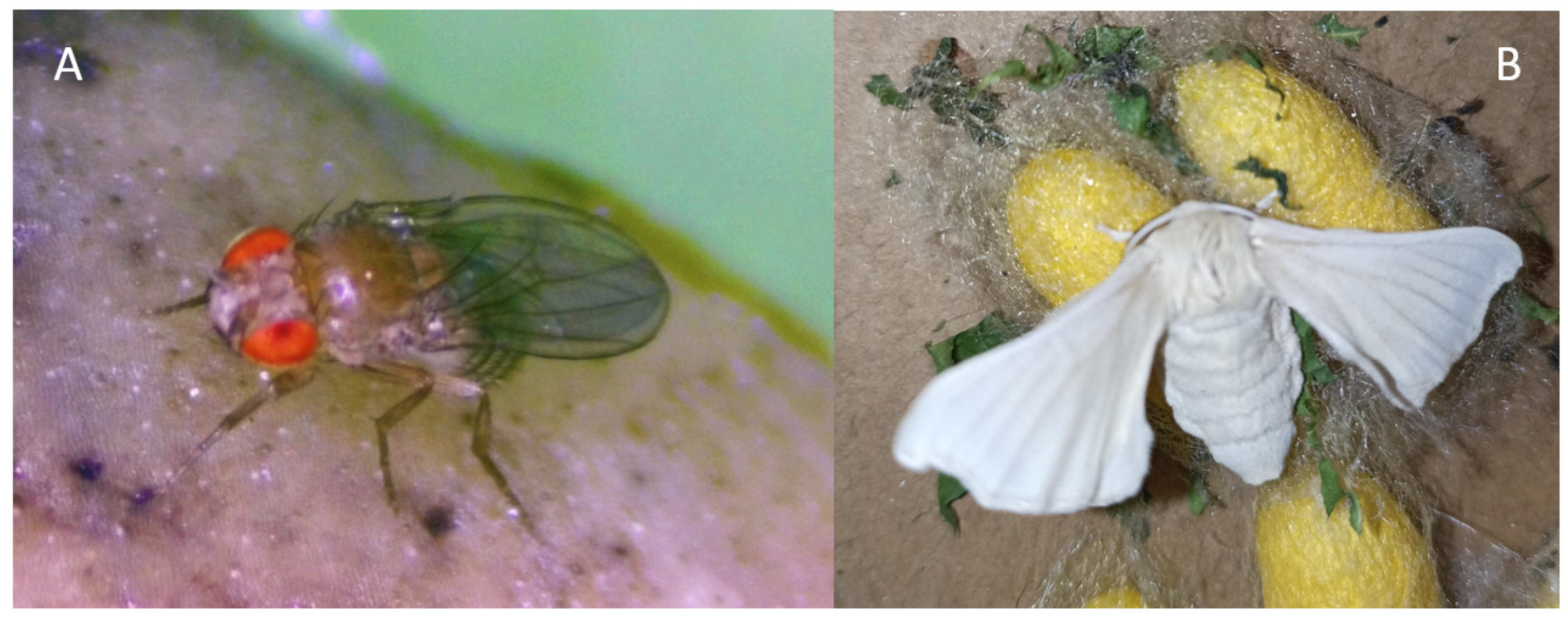 Insects 15 00370 g002