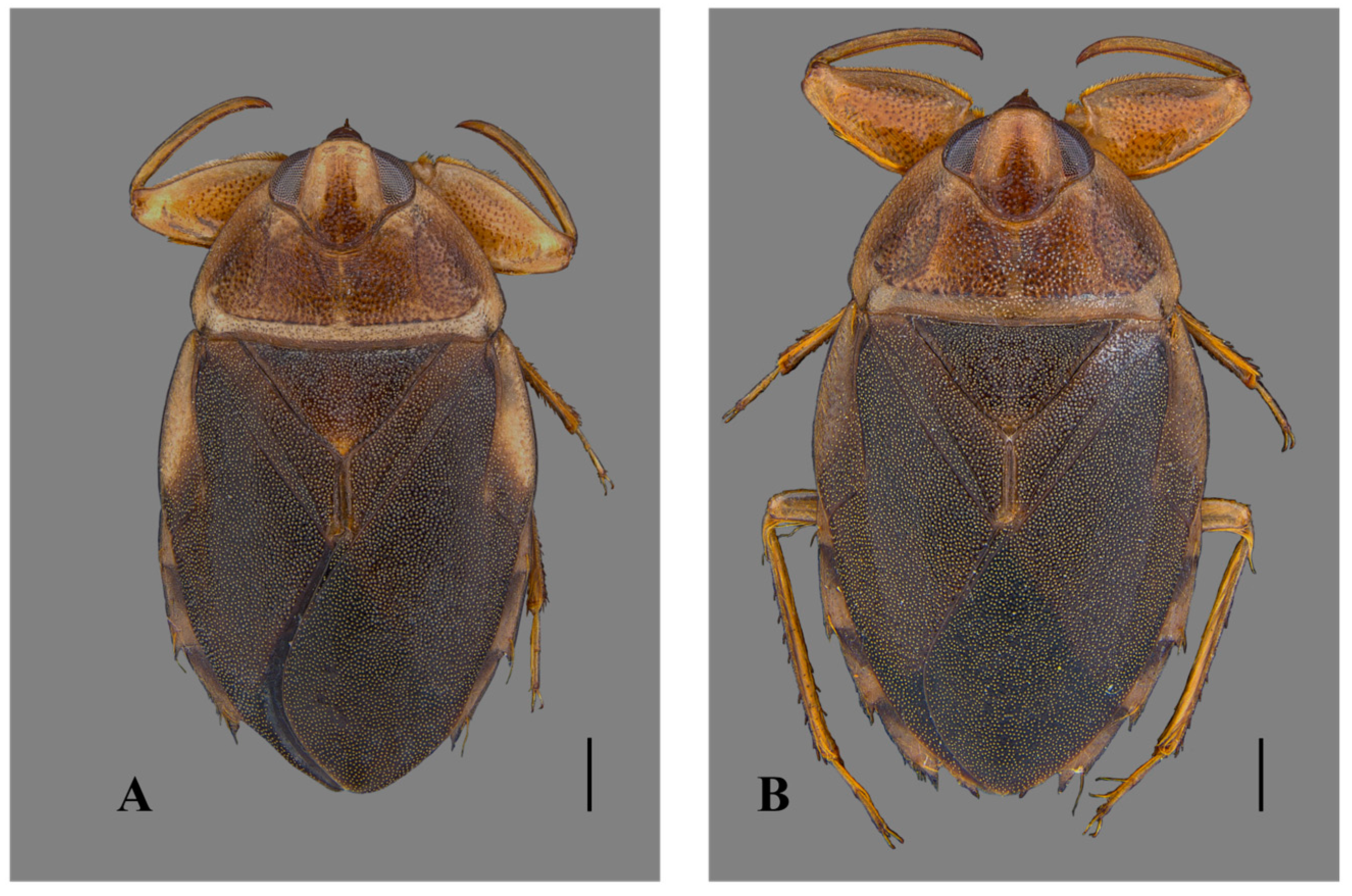 Insects 15 00383 g001 Insects 15 00383 g001