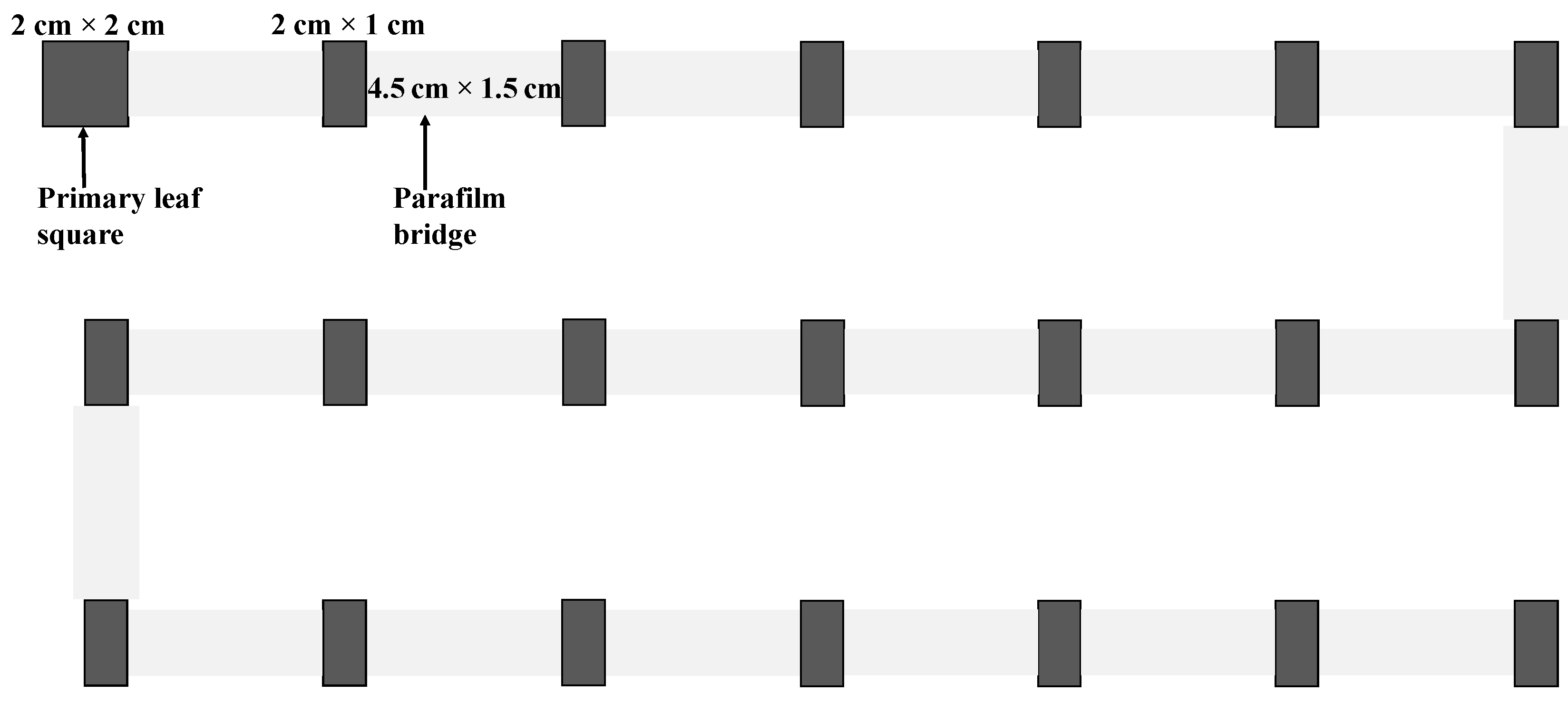 Insects 15 00387 g001