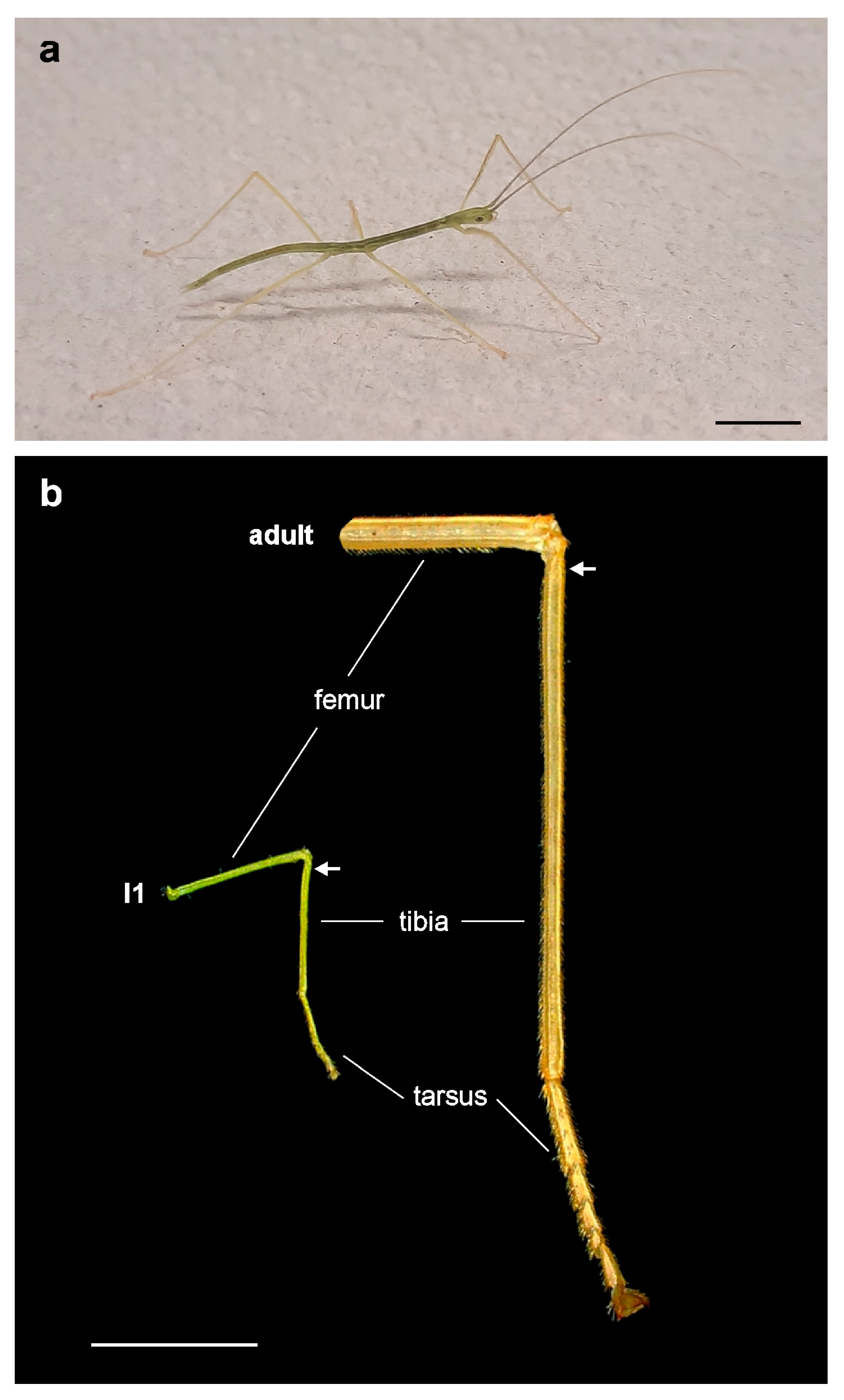 Insects 15 00392 g002